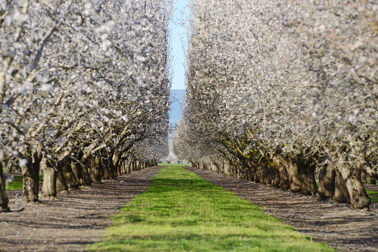 an almond tree farm with spring blooming near sacramento