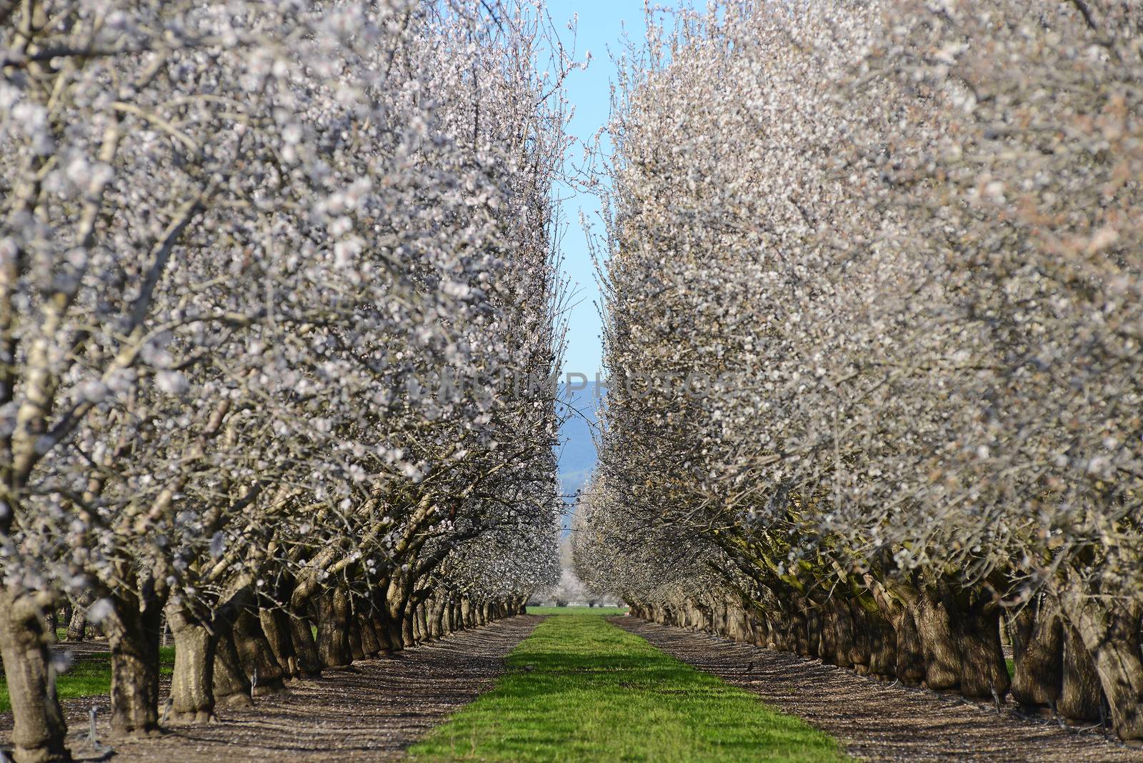 an almond tree farm with spring blooming near sacramento