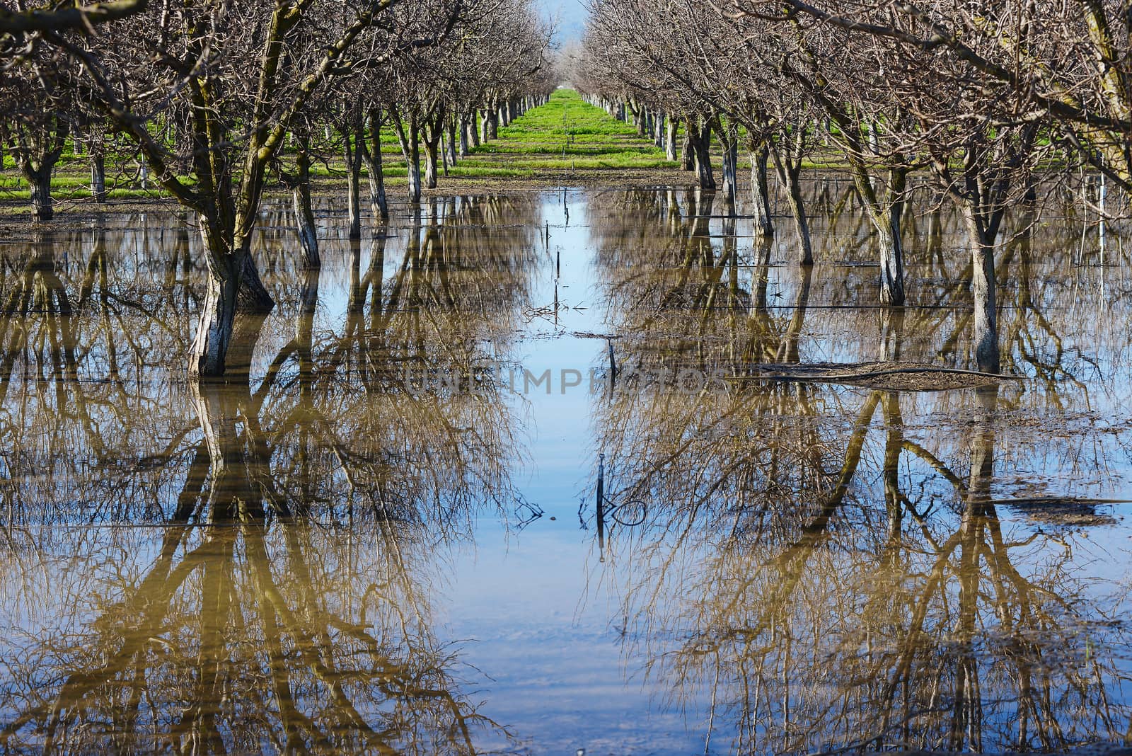 an almond tree farm with its reflection in a pond