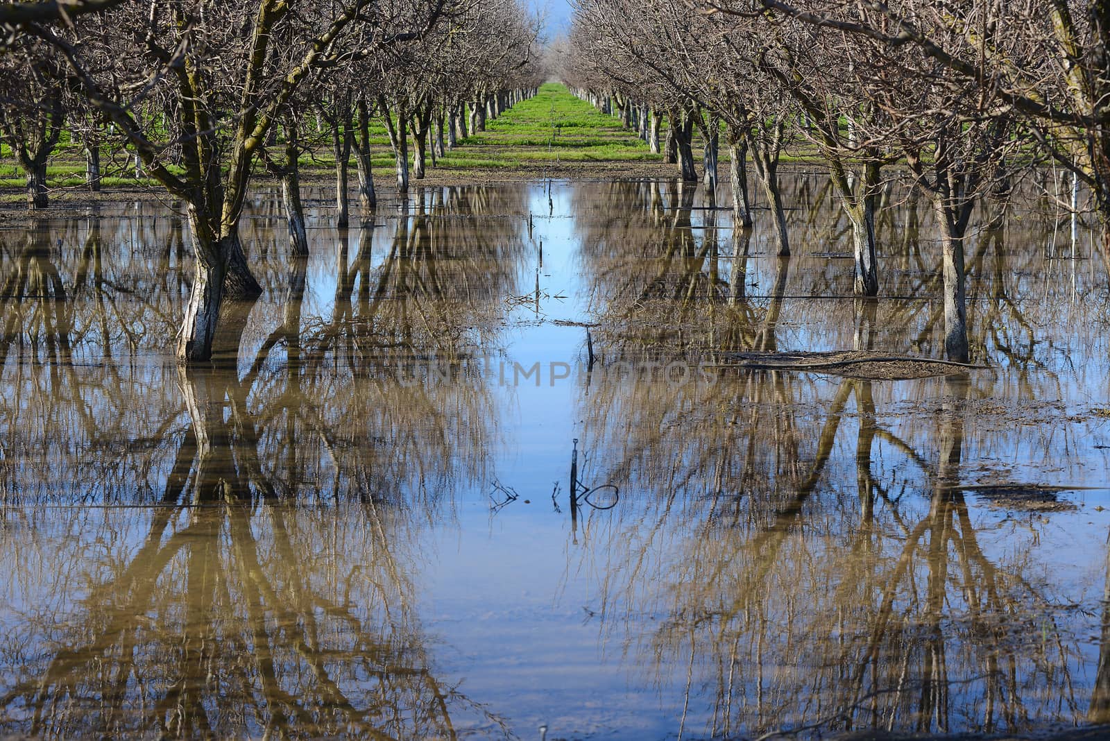 an almond tree farm with its reflection in a pond