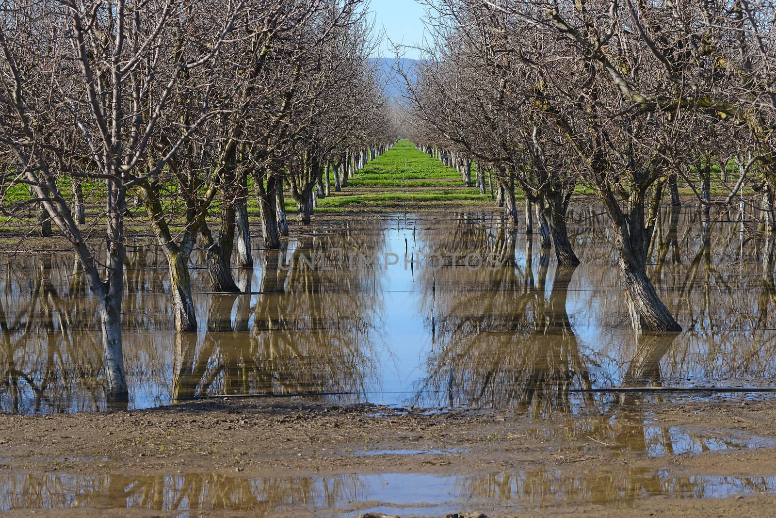 an almond tree farm with its reflection in a pond