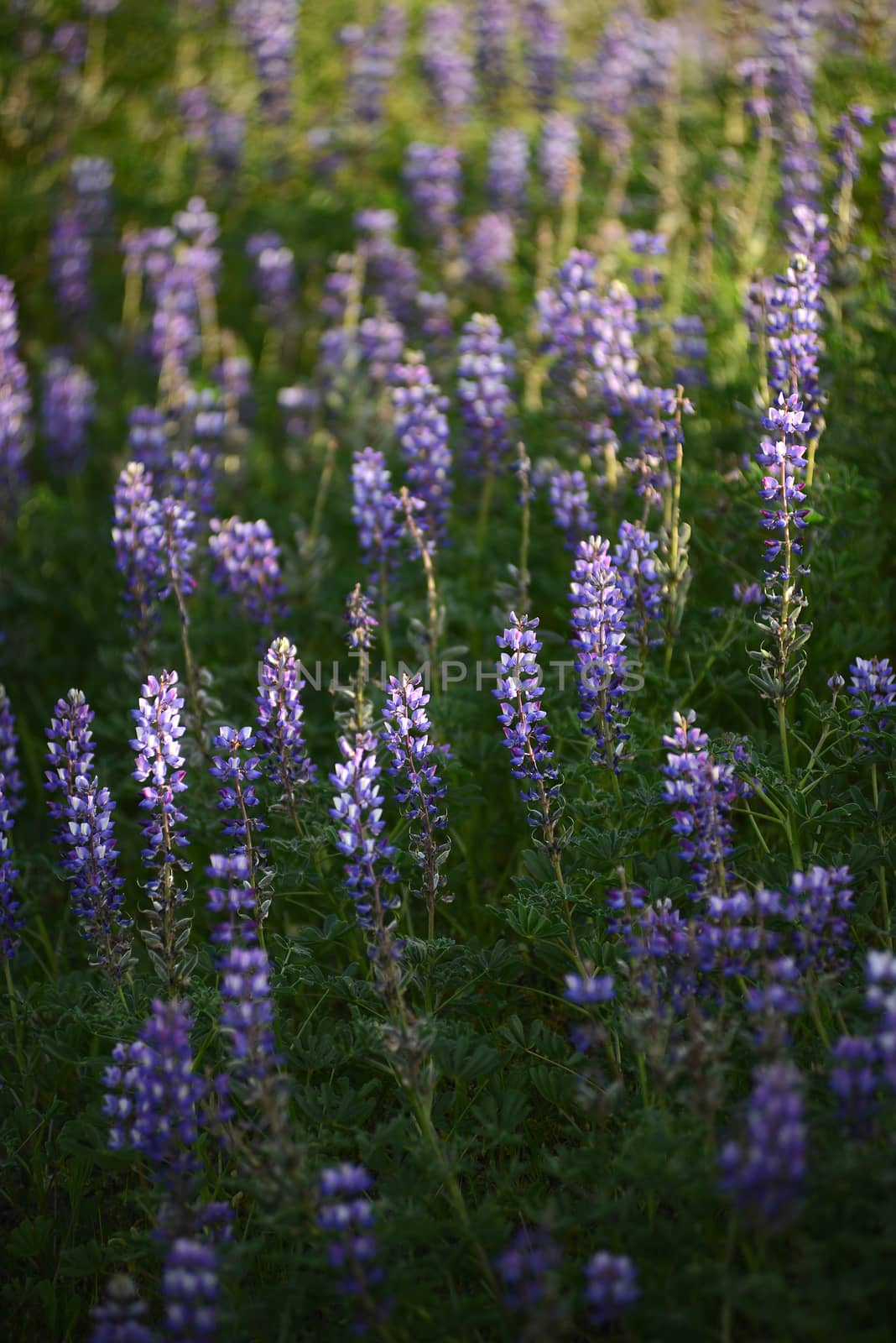 purple wild lupine flower with late afternoon light