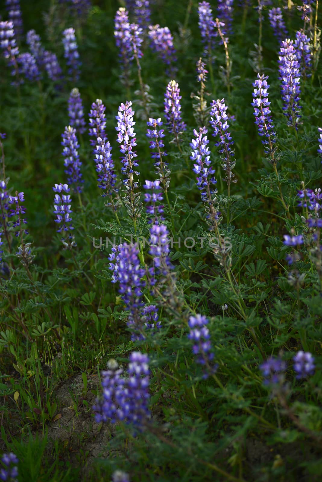 purple wild lupine flower with late afternoon light