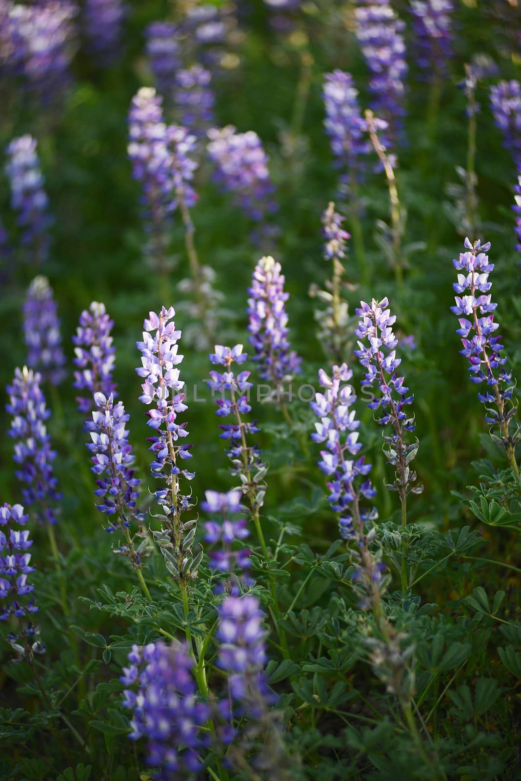 lupine flower by porbital