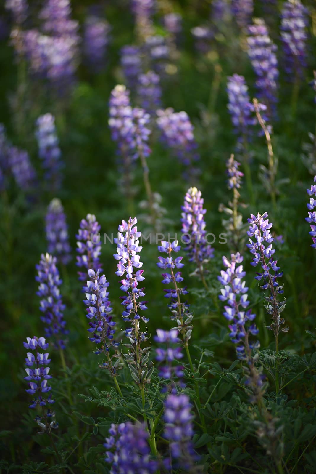 purple wild lupine flower with late afternoon light