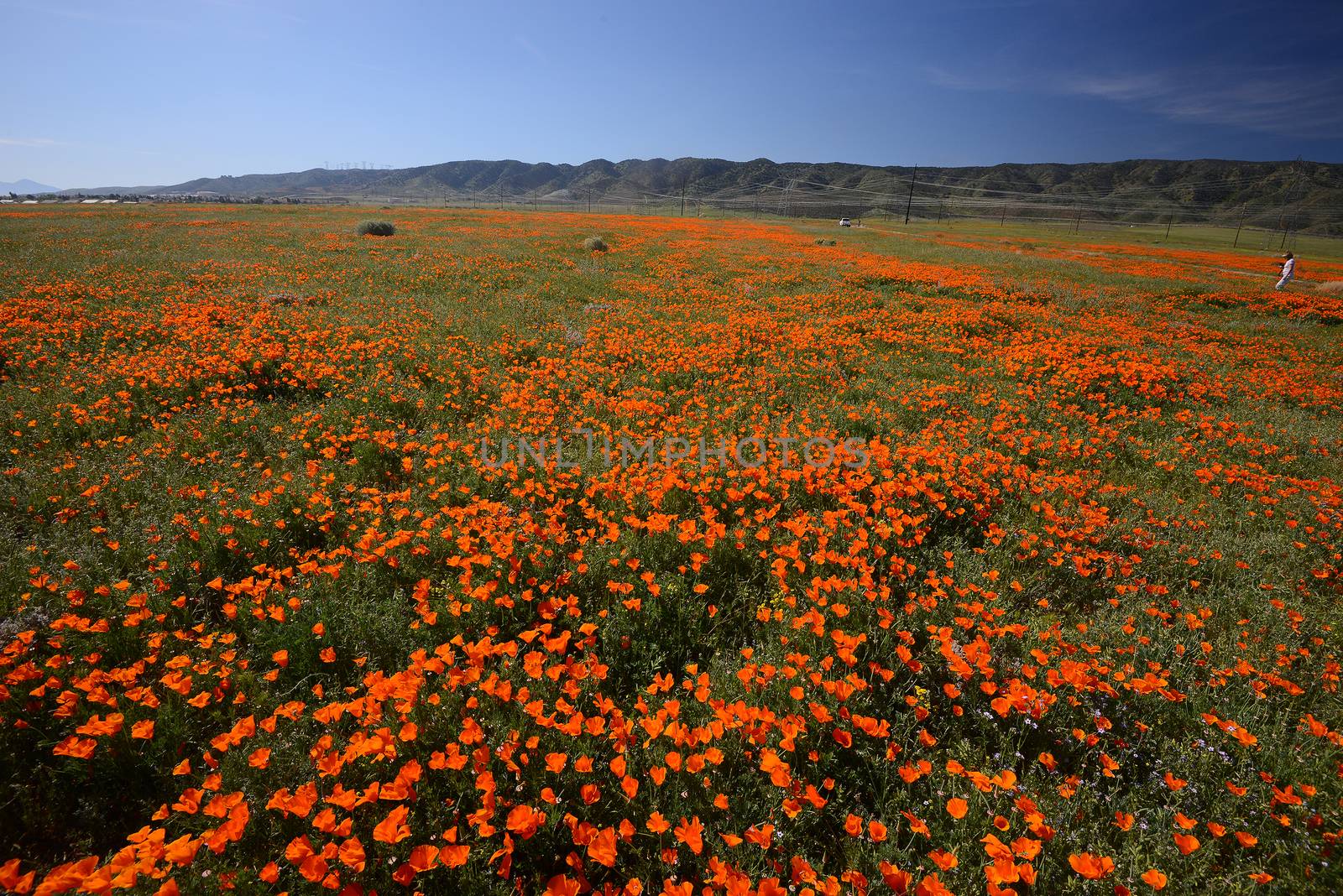 wild orange california poppy blooming from antelope valley in southern california