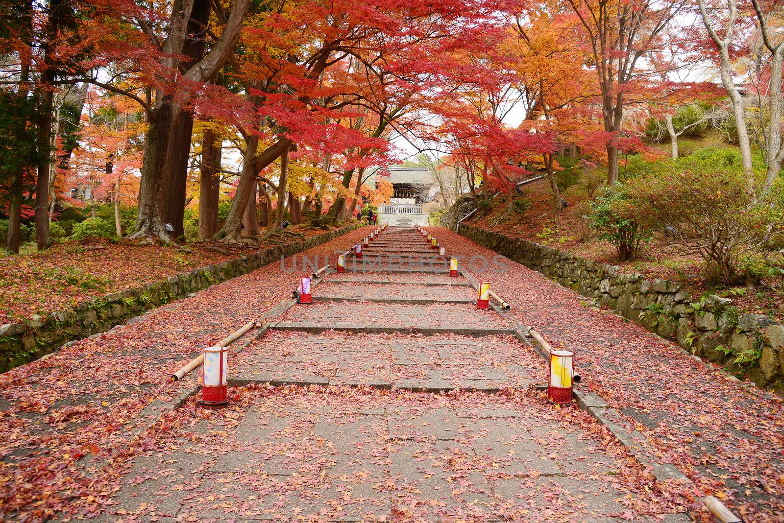 staircase in an entrance of a temple in kyoto with red maple foliage in autumn