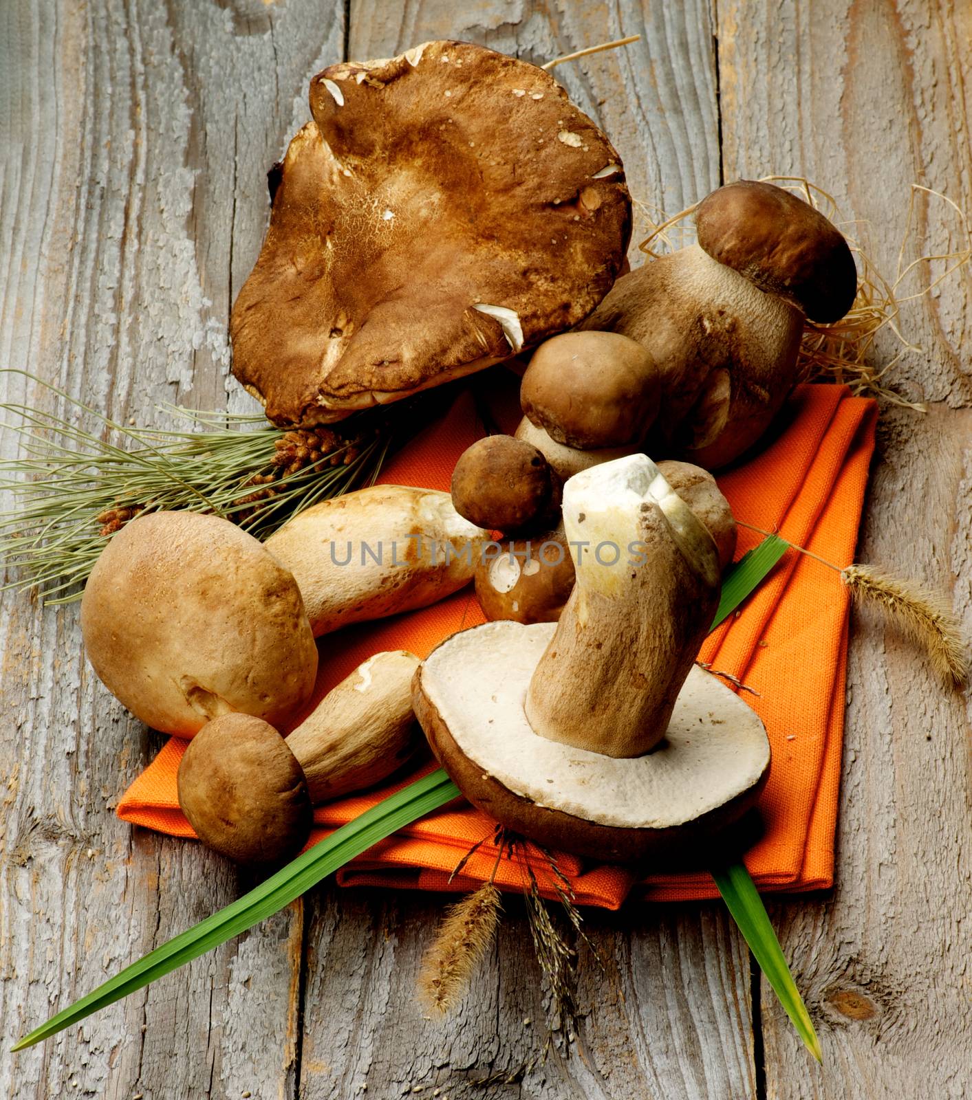 Arrangement of Fresh Raw Boletus Mushrooms with Stems and Grass on Orange Napkin closeup on Rustic Wooden background