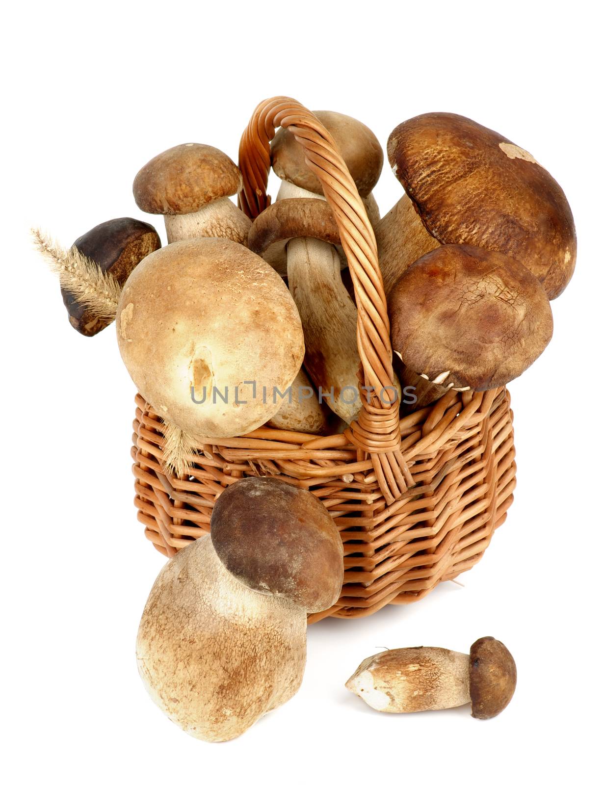Fresh Raw Boletus Mushrooms in Wicker Basket isolated on White background