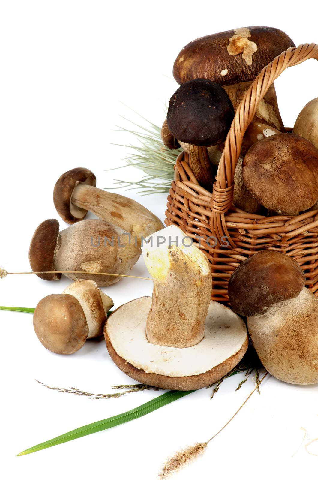 Arrangement of Fresh Raw Boletus Mushrooms with Stems and Grass in Wicker Basket isolated on White background