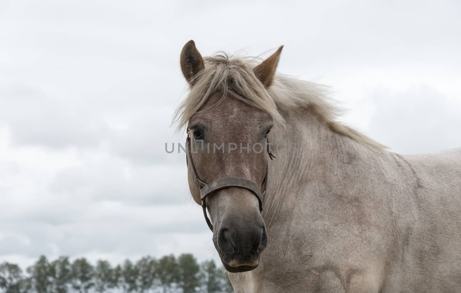 brown horse with clouded sky as background