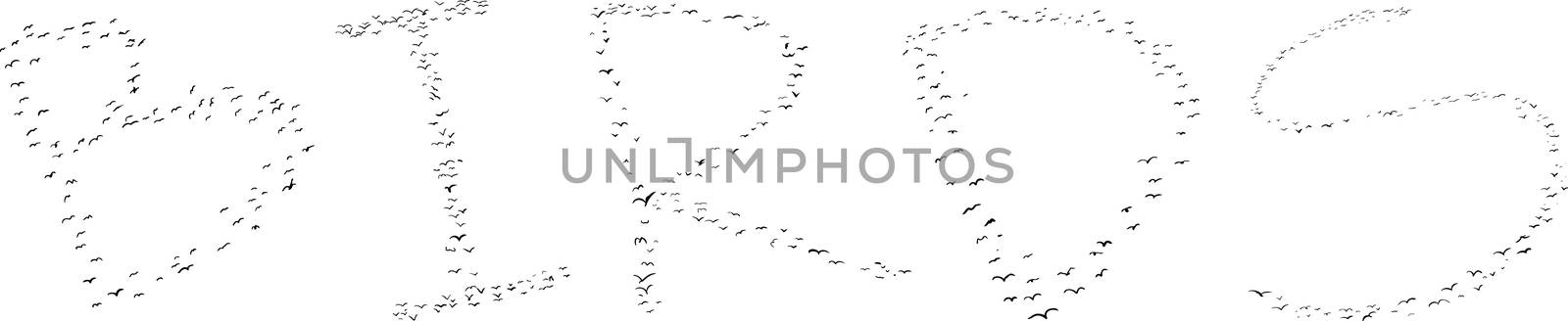 Flock of Birds on White by TheBlackRhino