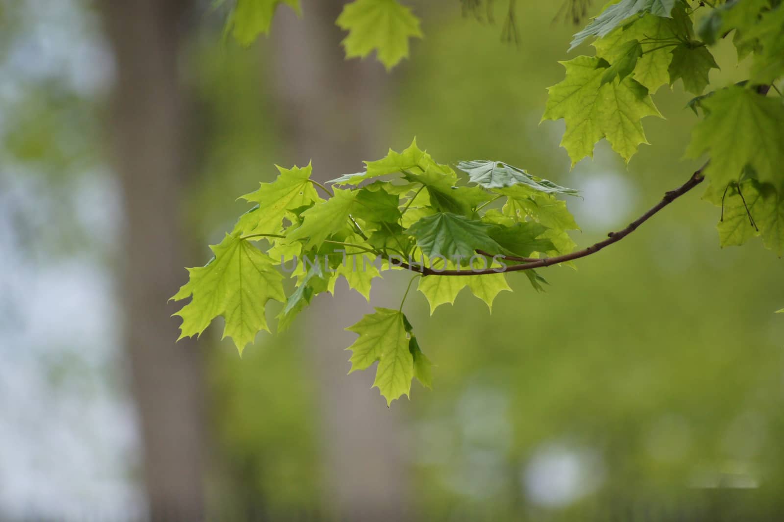 grønn plante