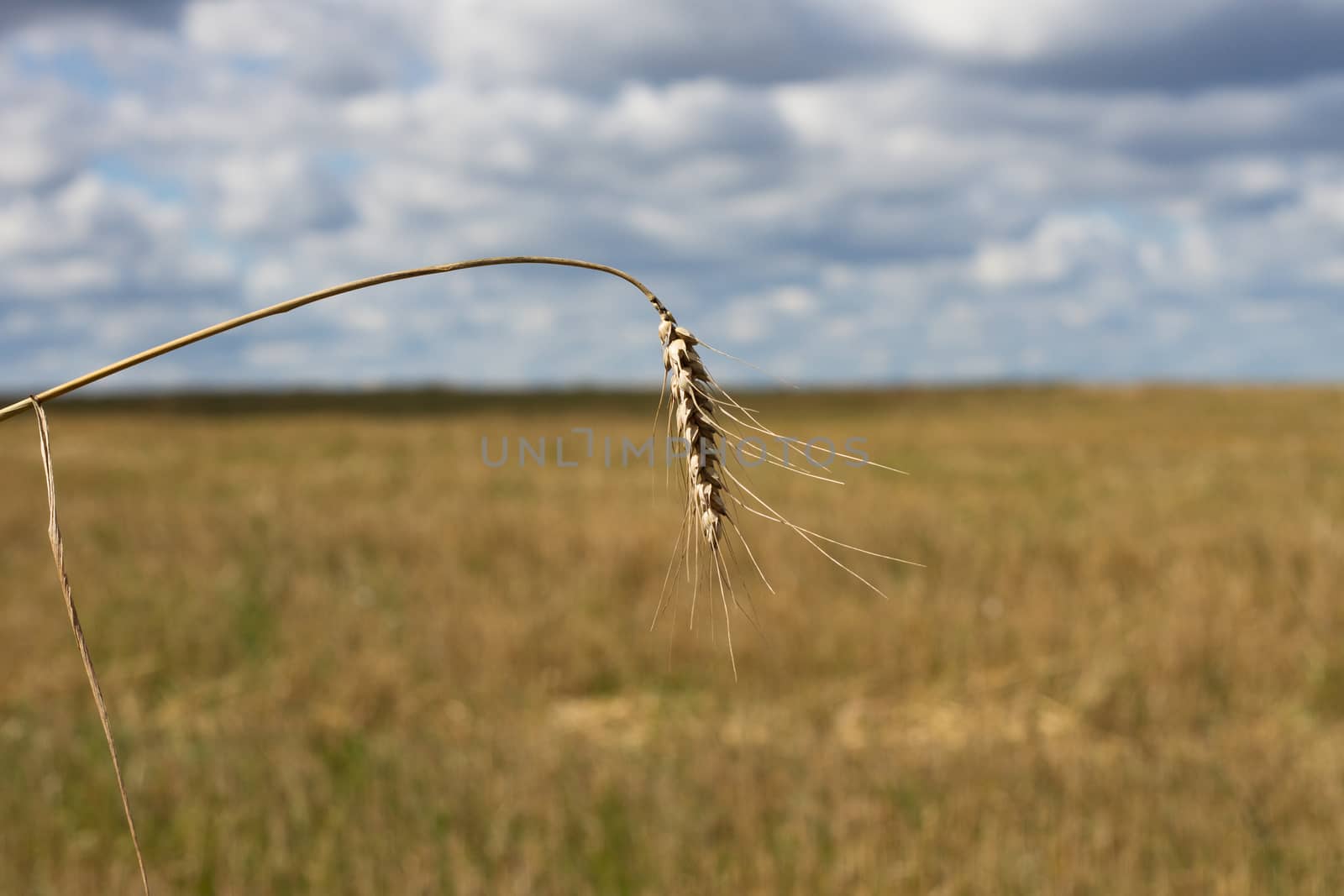 A stalk of wheat on the background of field and sky