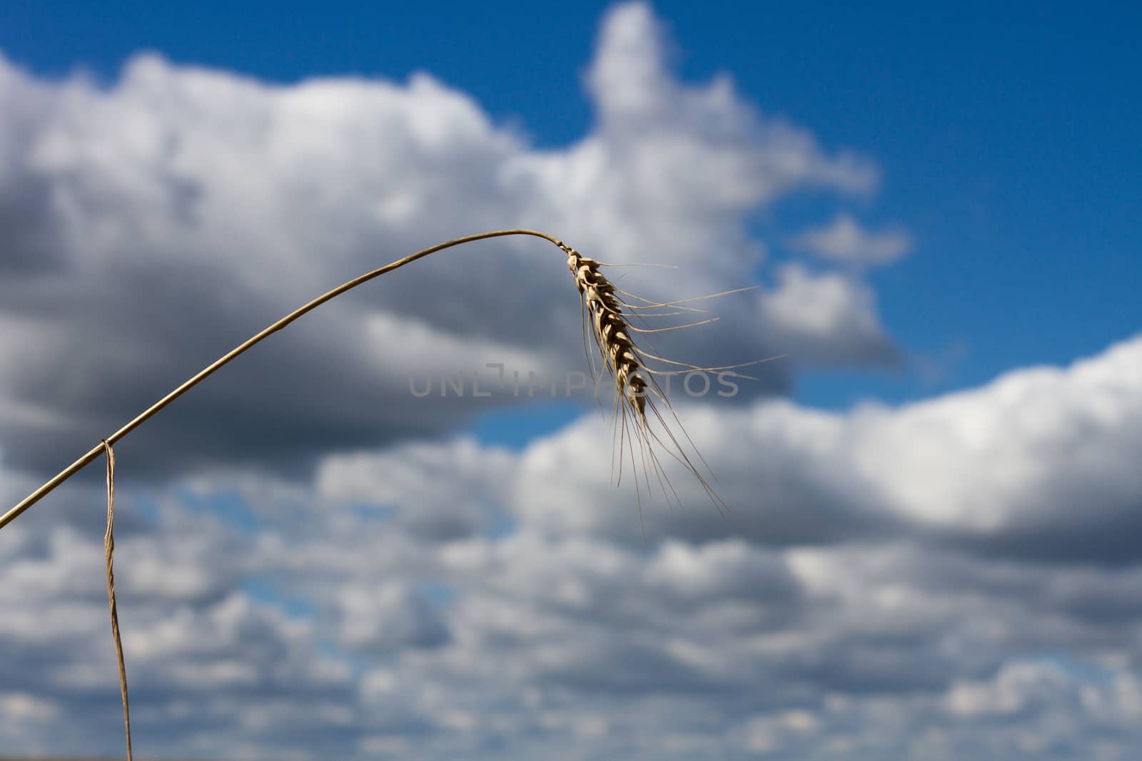 stalk wheat background sky by olegkozyrev
