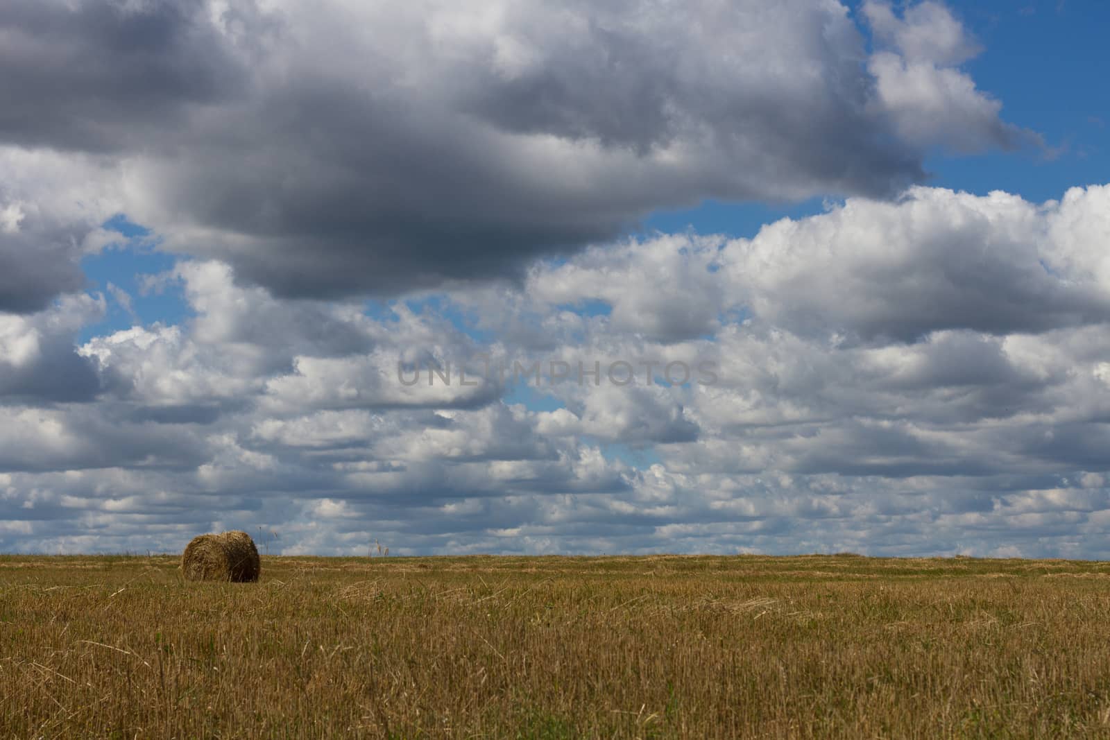 Agricultural landscape wheat field after harvesting natural background by olegkozyrev