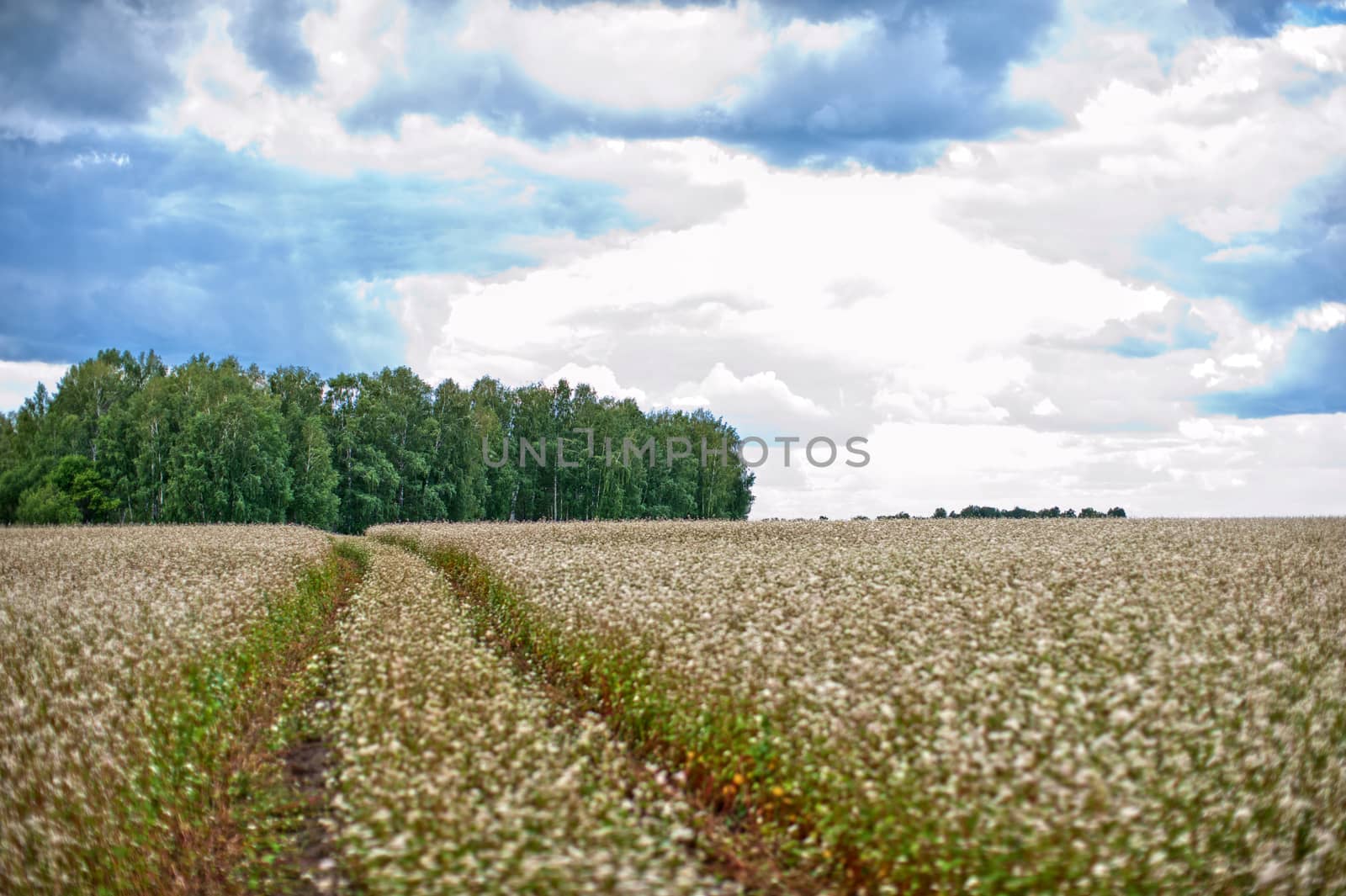 Buckwheat field and road by rusak