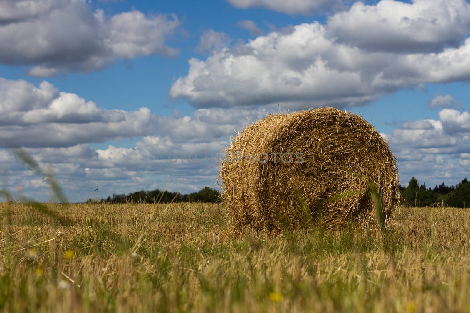 Agriculture straw gathered into a sheaf field harvest sky by olegkozyrev