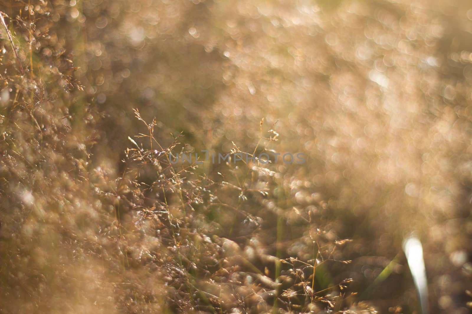 The bokeh on field plant in a Sunny day of natural background. Natural light