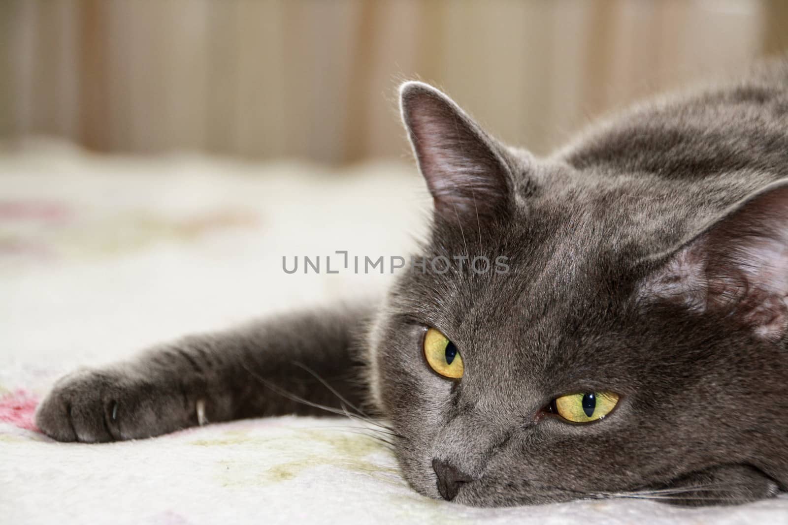 Closeup short hair gray cat on a natural background