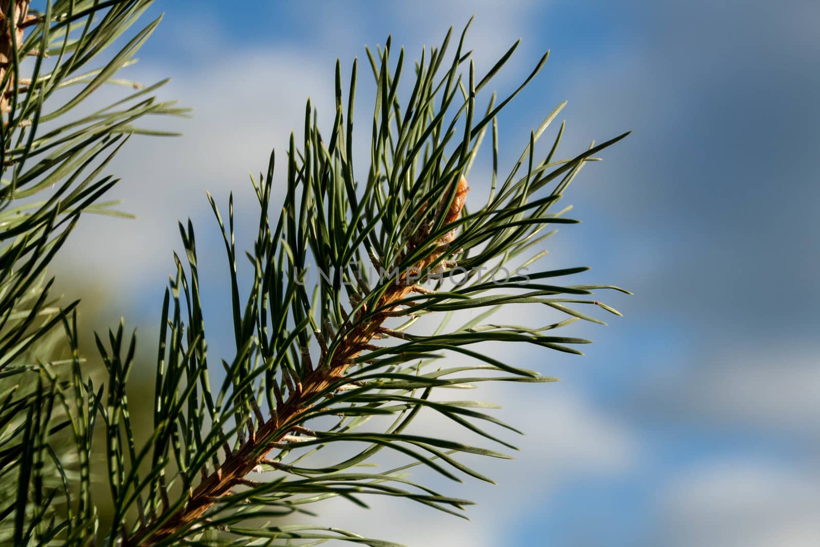 green pine branch  by alexx60