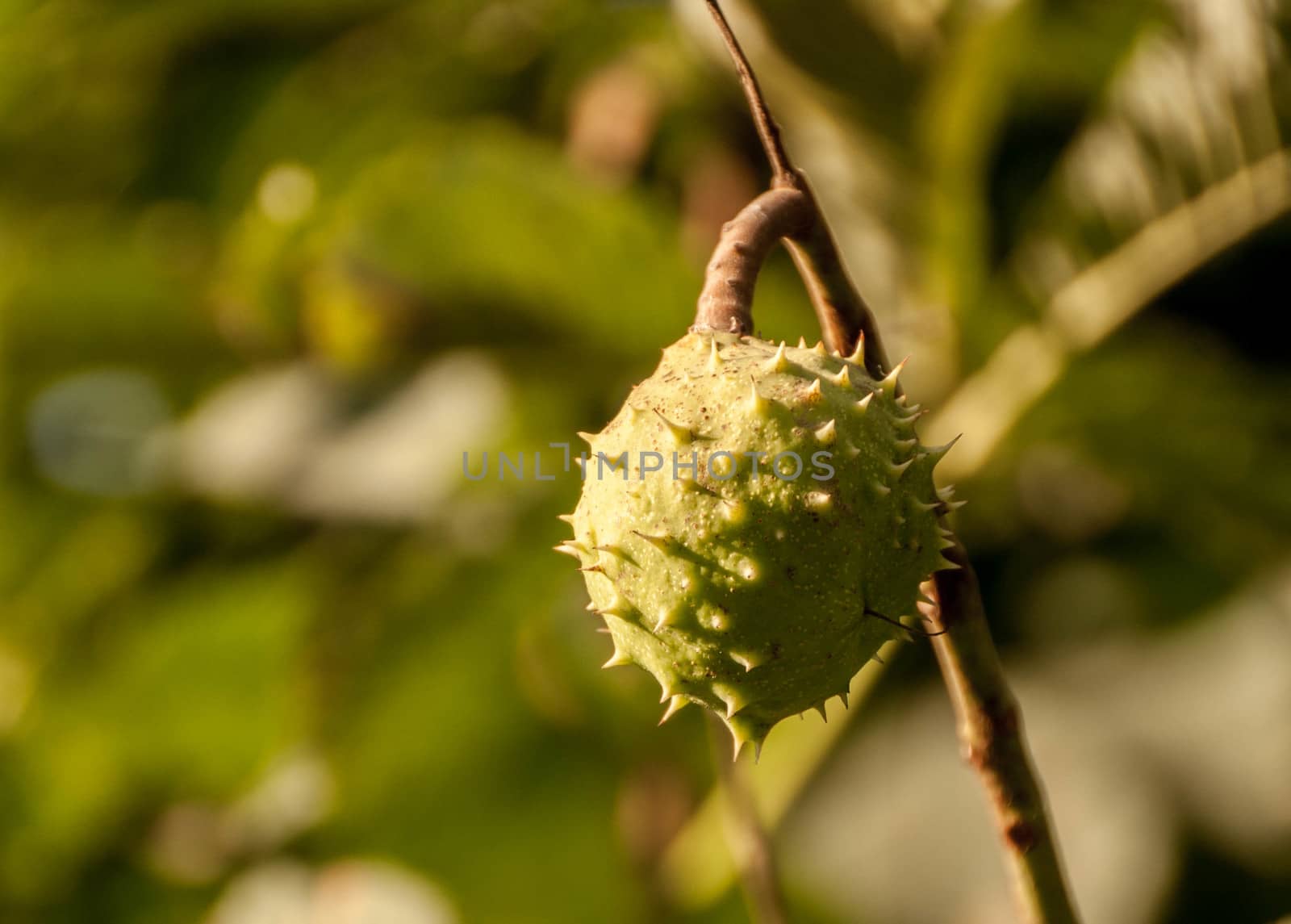 A branch of the chestnut tree with the fruit on a natural background