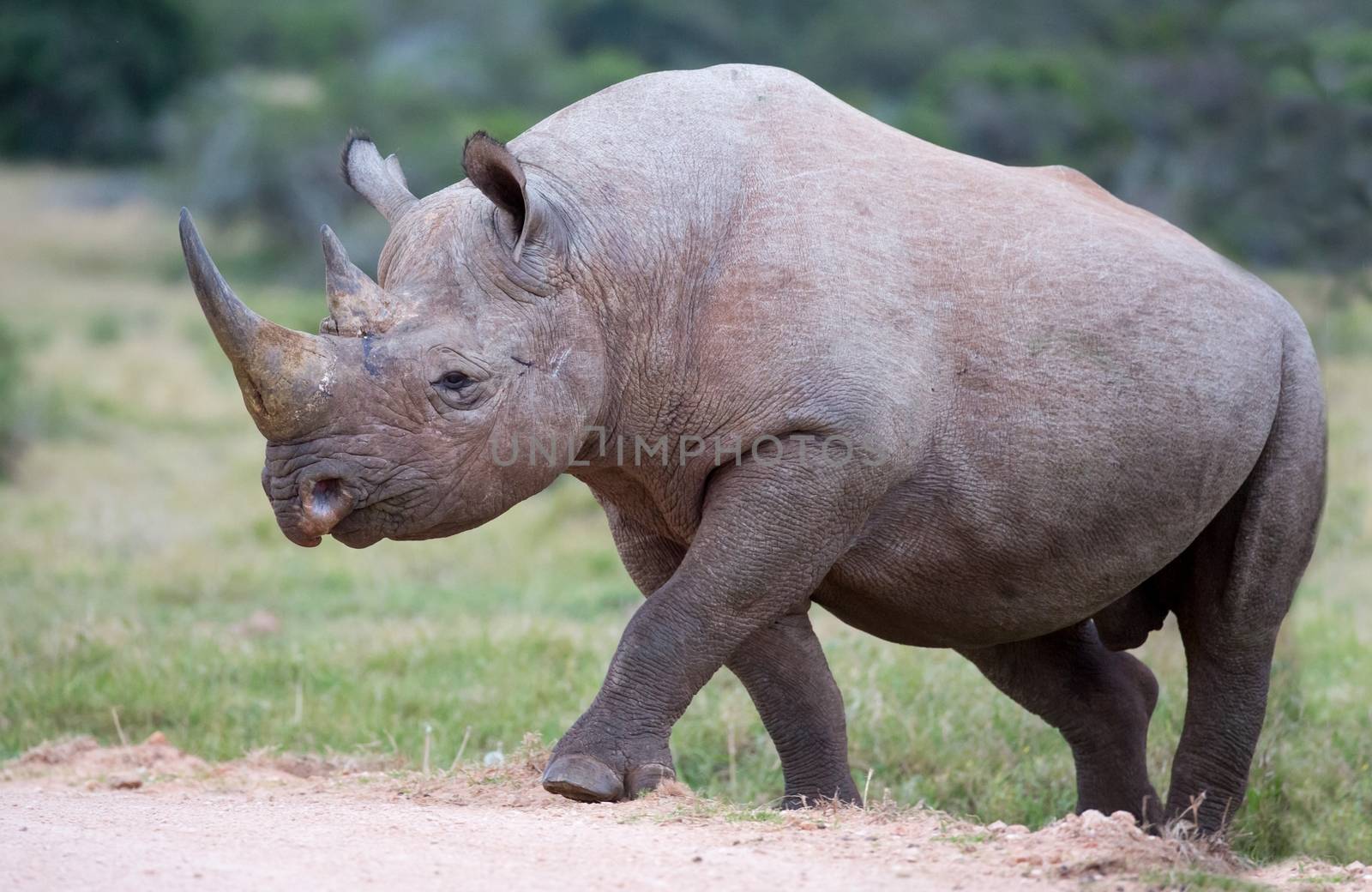 Handsome Black Rhino by fouroaks