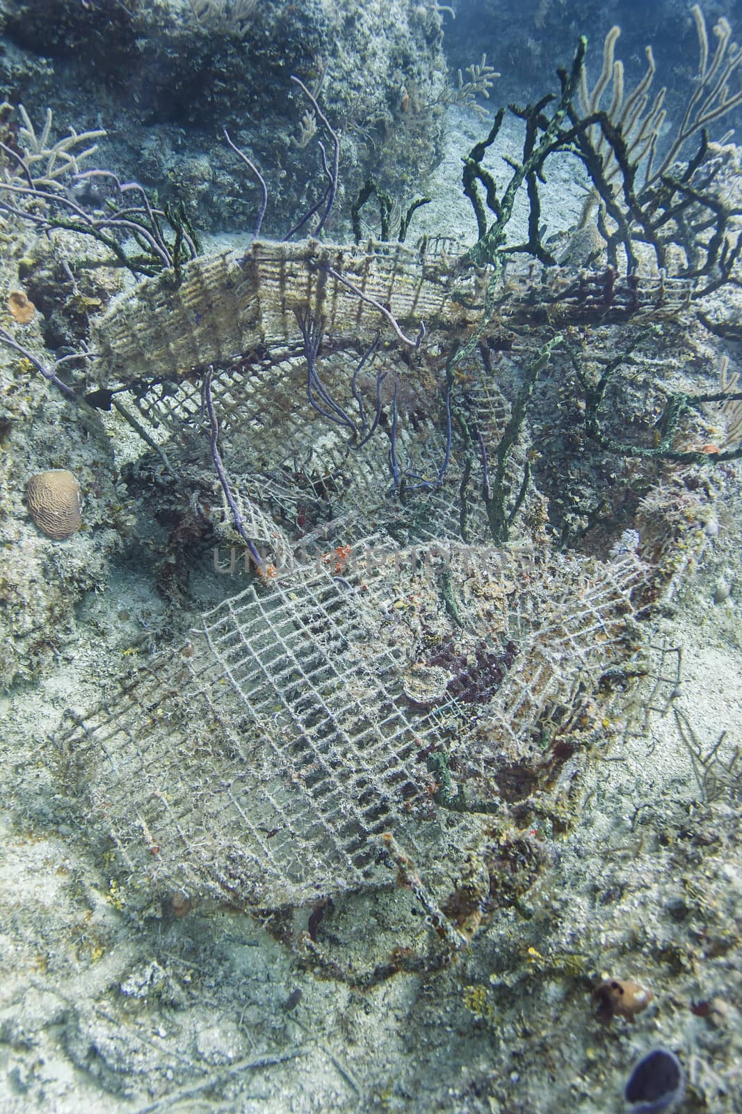 coral reef growing through metal wreckage
