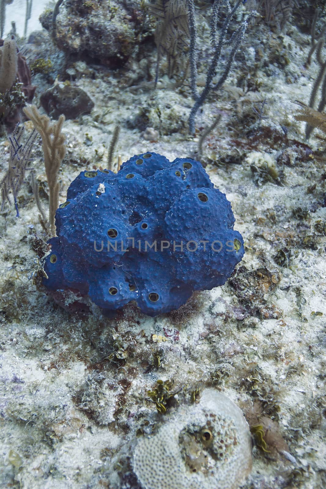Blue sponge by mypstudio