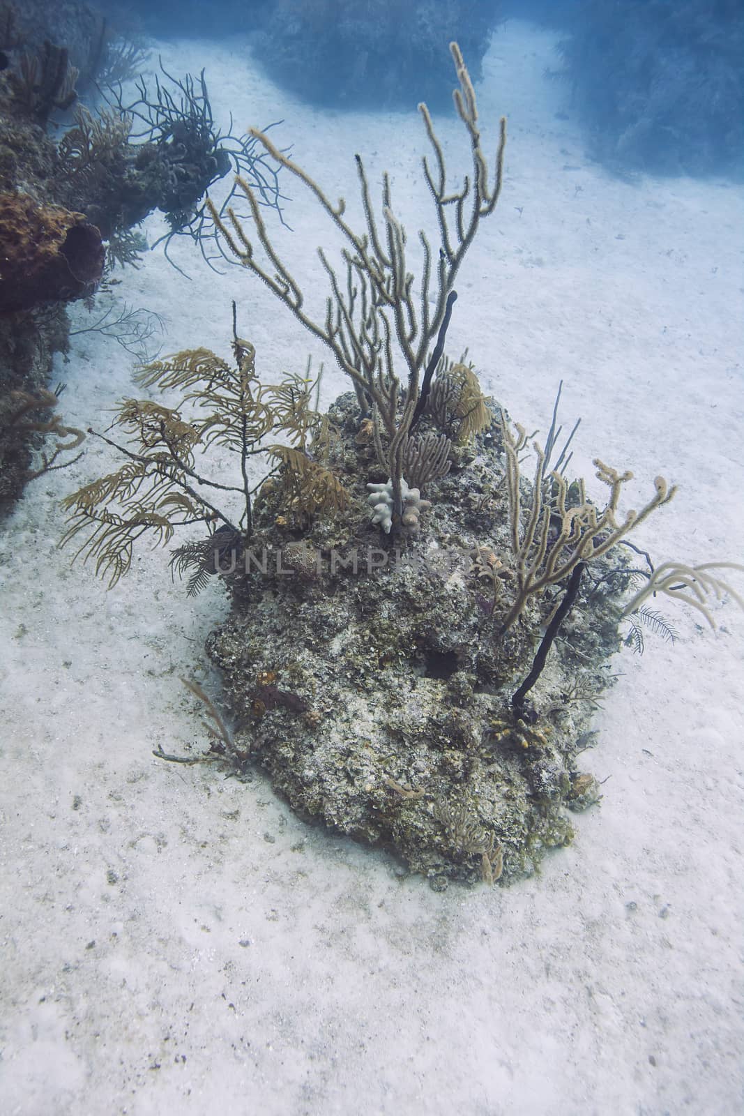 outcrop of coral on a sand bottom