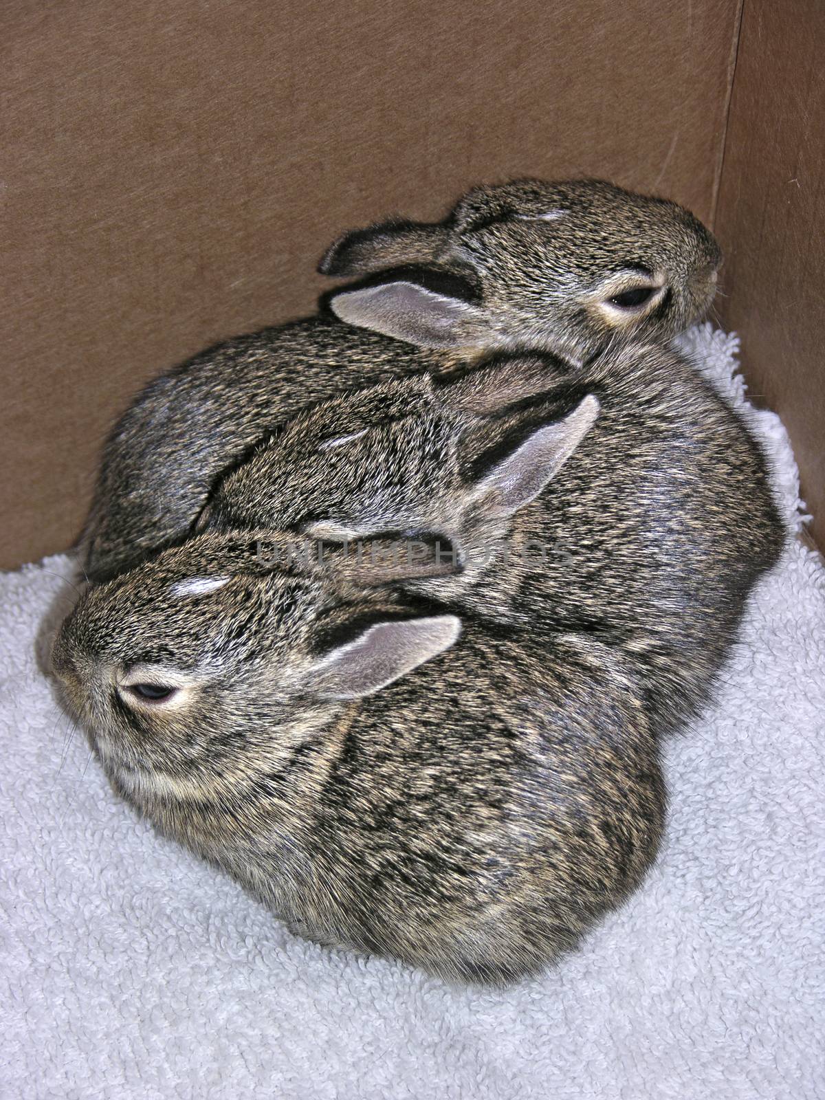 Baby rabbits which were rescued twice from their nest during mowing. They were returned to thier nest each time, and fortunately their mother returned to care for them.