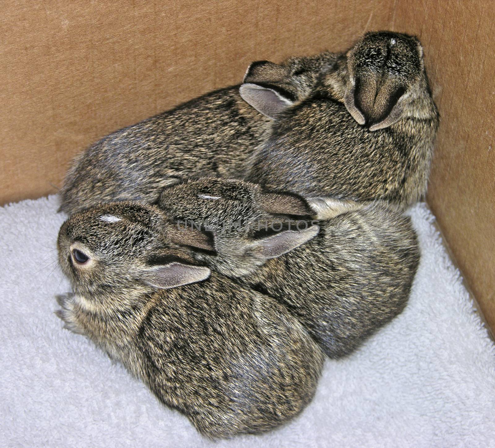 Baby rabbits which were rescued twice from their nest during mowing. They were returned to thier nest each time, and fortunately their mother returned to care for them.