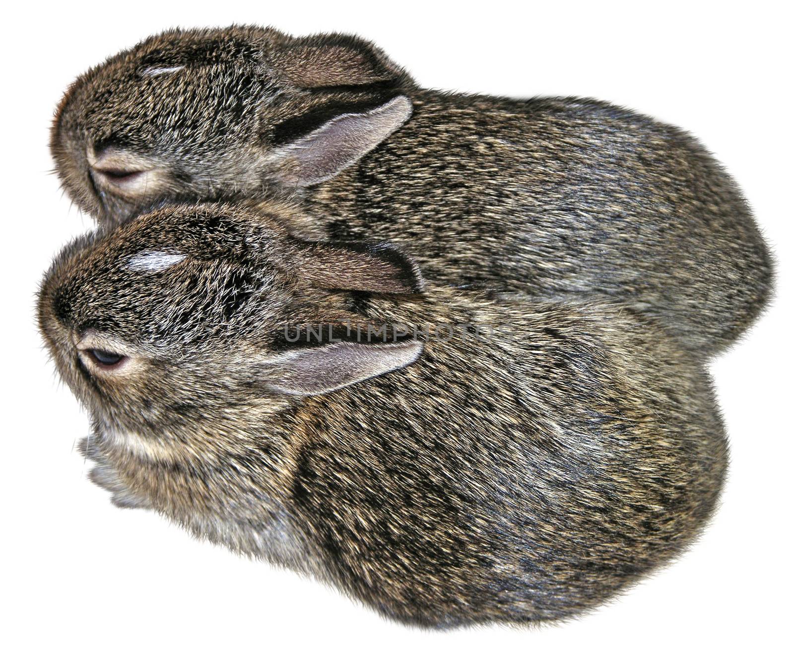 Baby Rabbits by jimlarkin