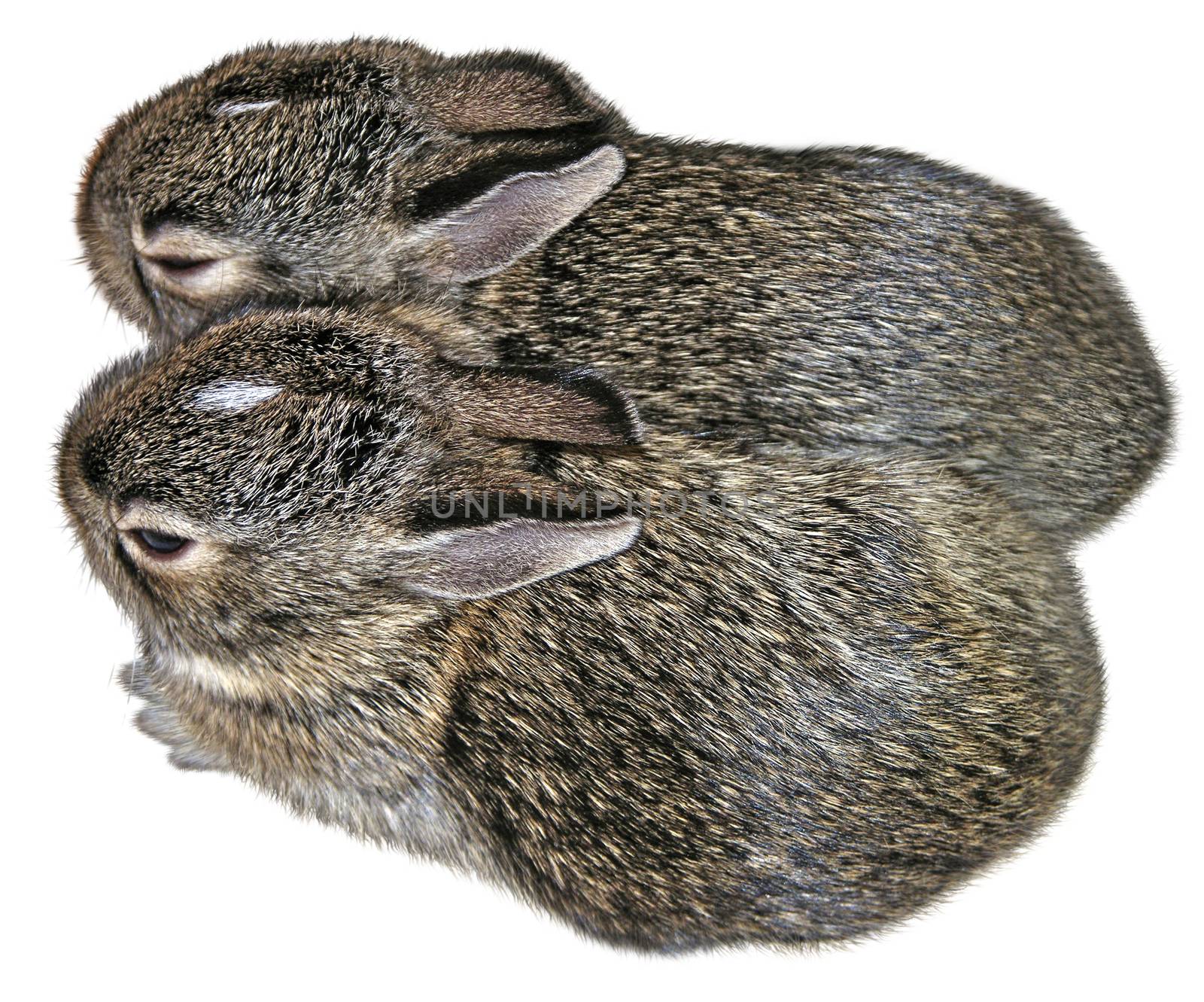 Baby rabbits which were rescued twice from their nest during mowing. They were returned to thier nest each time, and fortunately their mother returned to care for them.