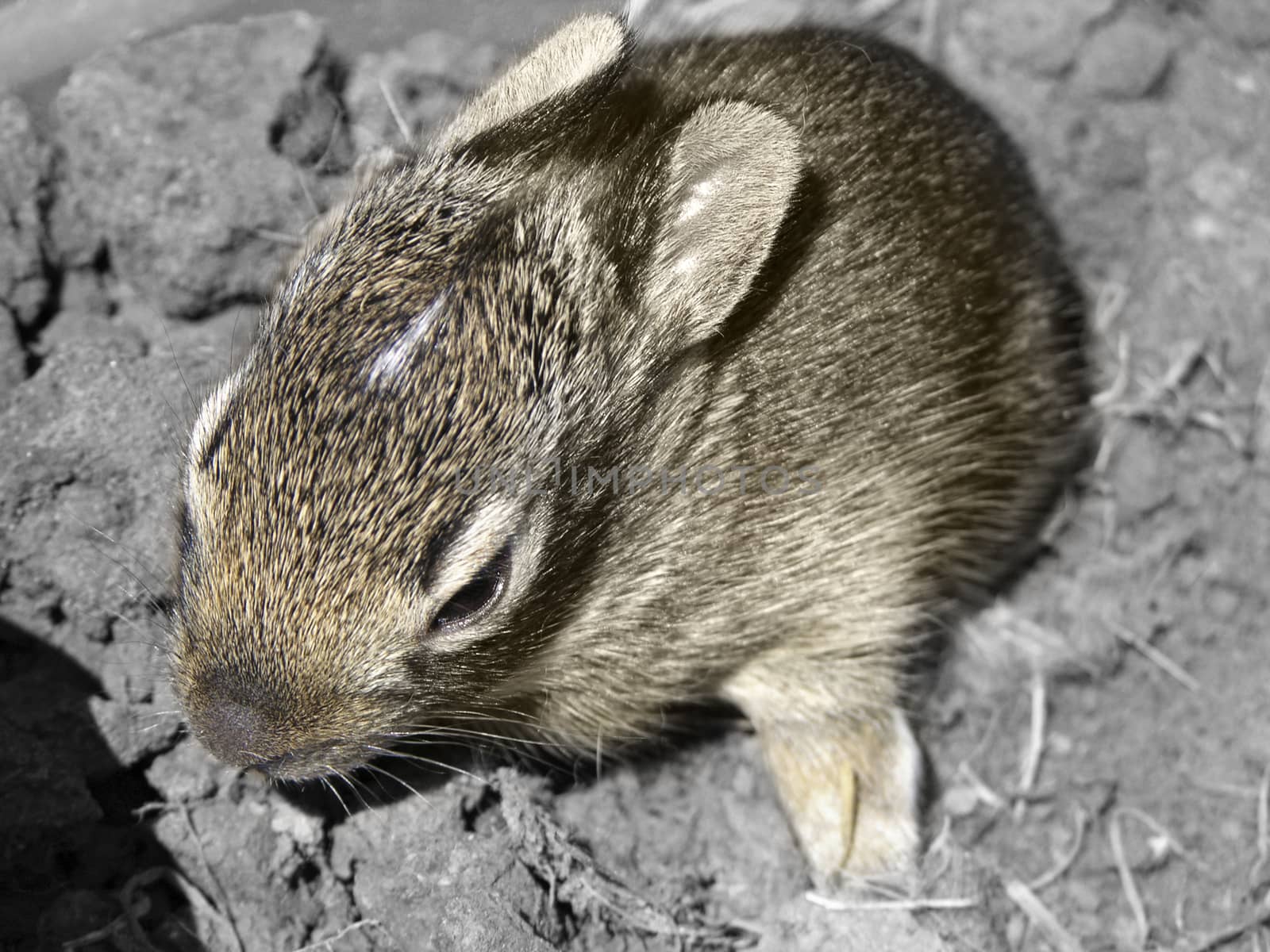 One of several baby rabbits which were rescued twice from their nest during mowing. They were returned to thier nest where their mother returned to care for them.