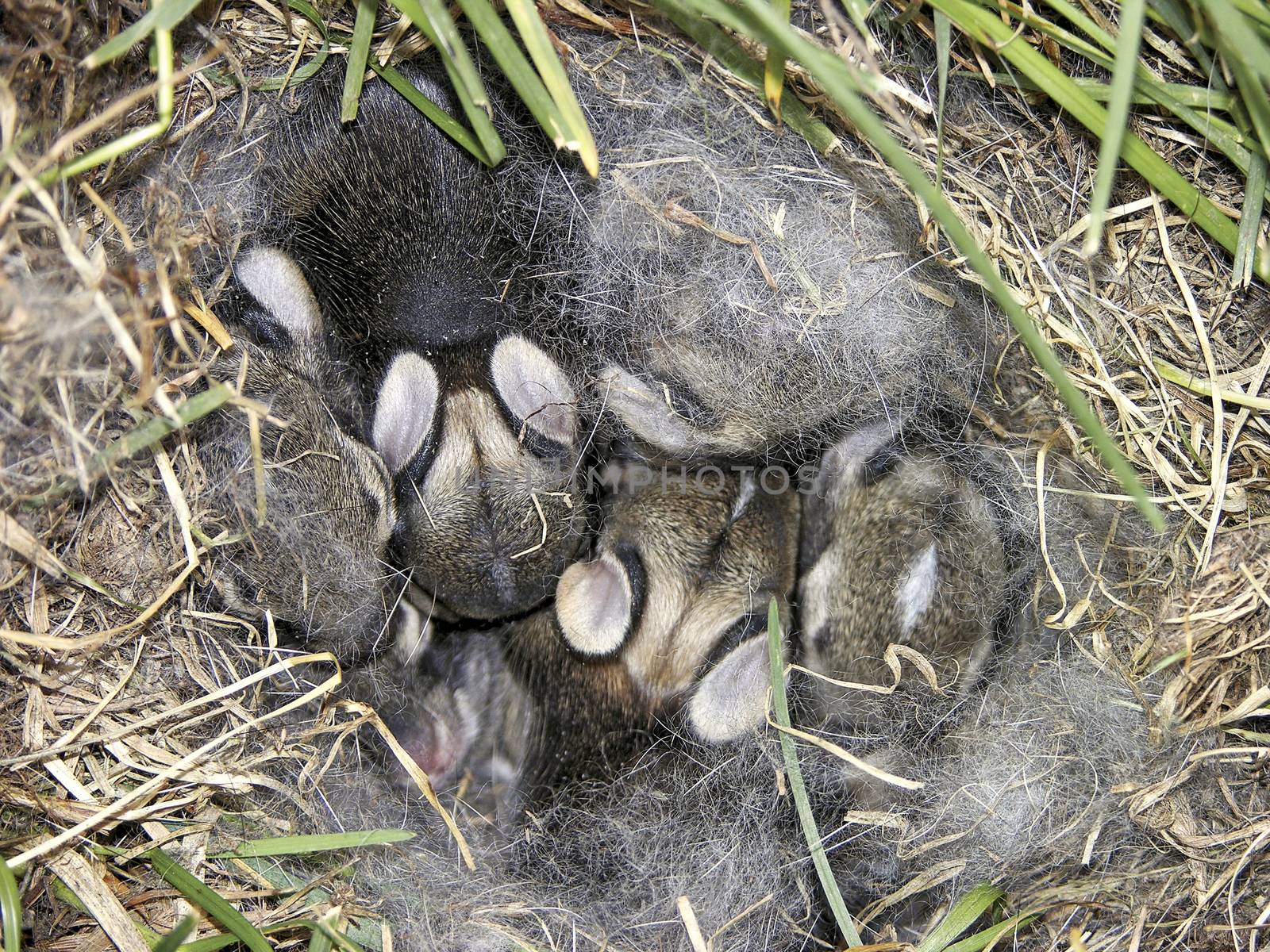 Baby rabbits which were rescued twice from their nest during mowing. They were returned to thier nest each time, and fortunately their mother returned to care for them.