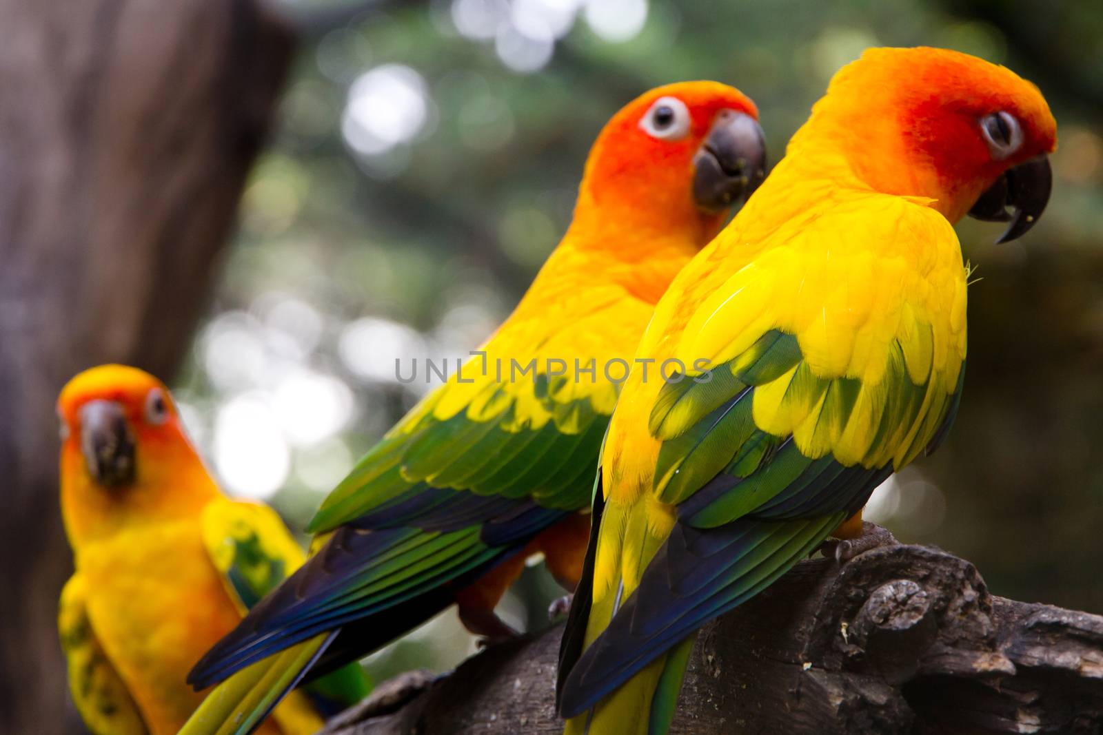 Portrait of sun conure on a tree branch