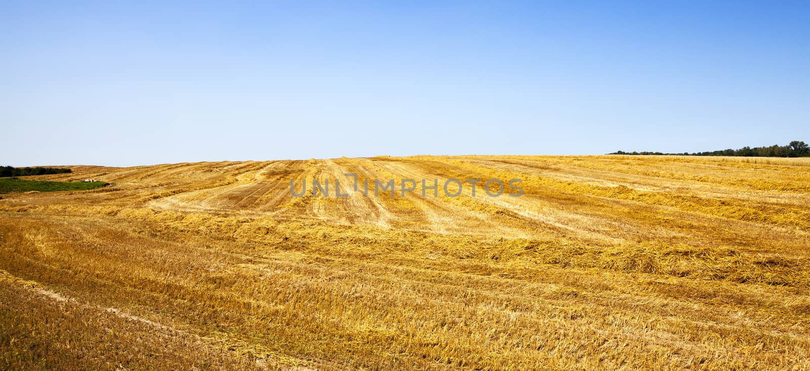   an agricultural field on which the cleaned wheat combined in some ranks lies