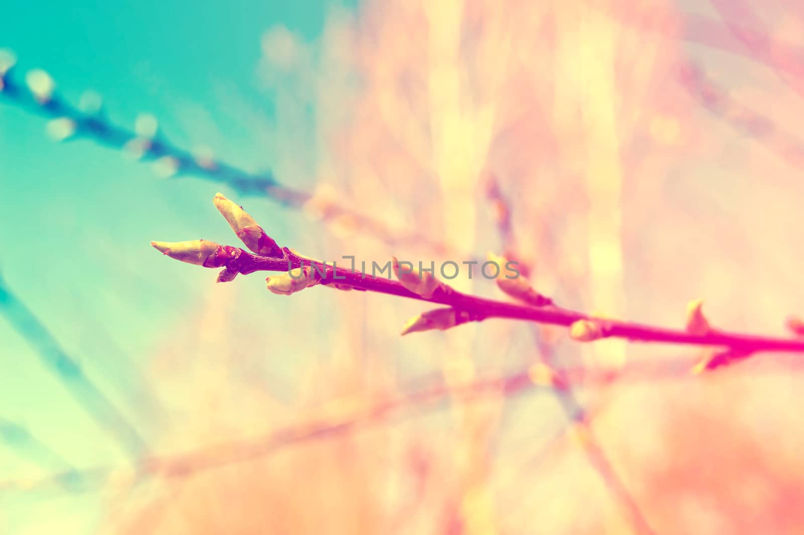 Growing leafs on branch. Spring background. Vintage instagram picture.