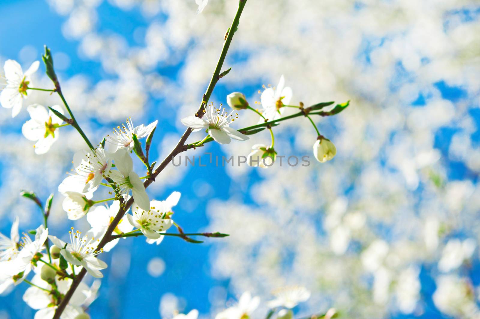 White cherry tree flower in spring against blue sky. Nature background.