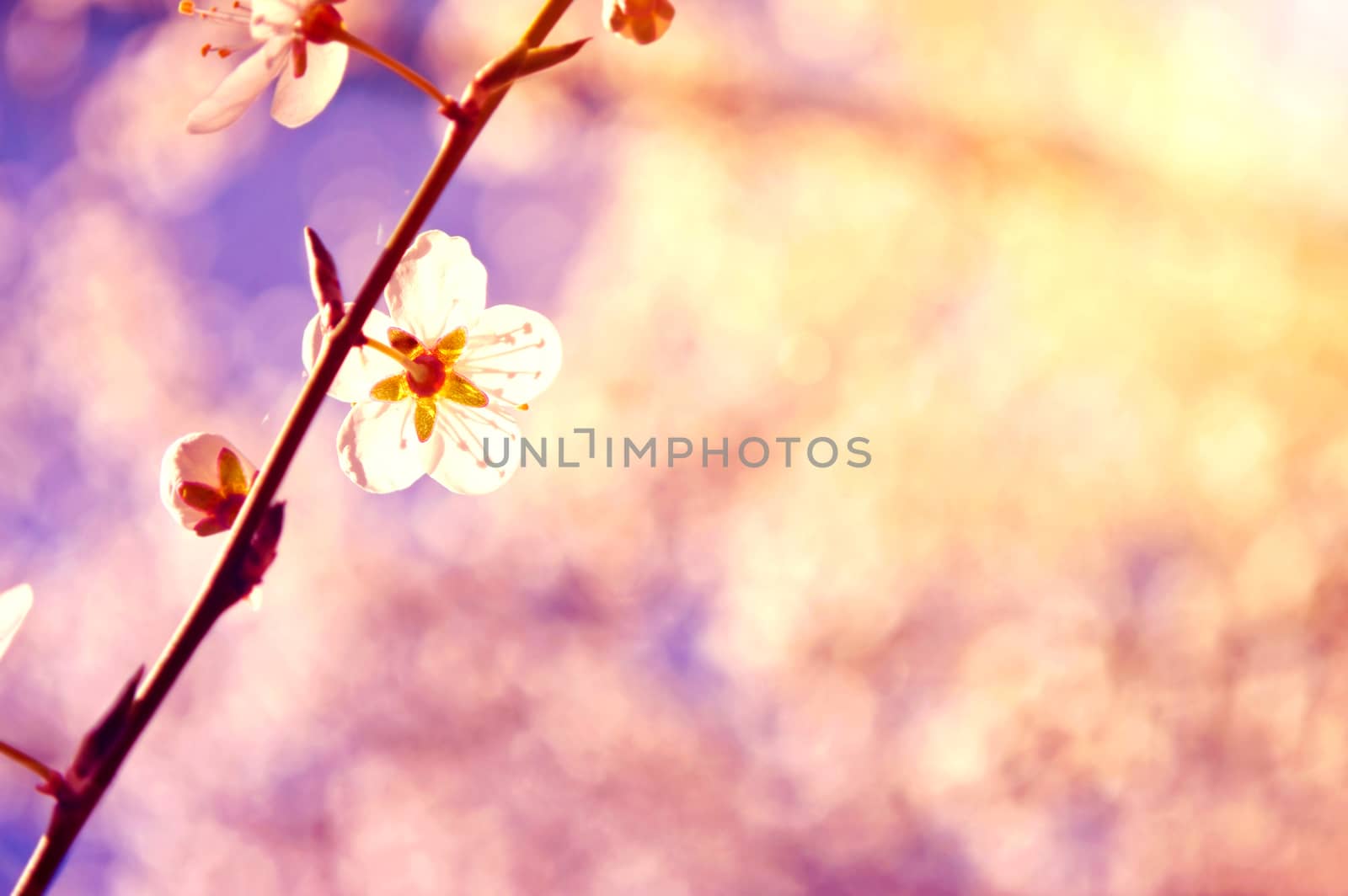 White cherry tree flower in spring. Vintage instagram picture.