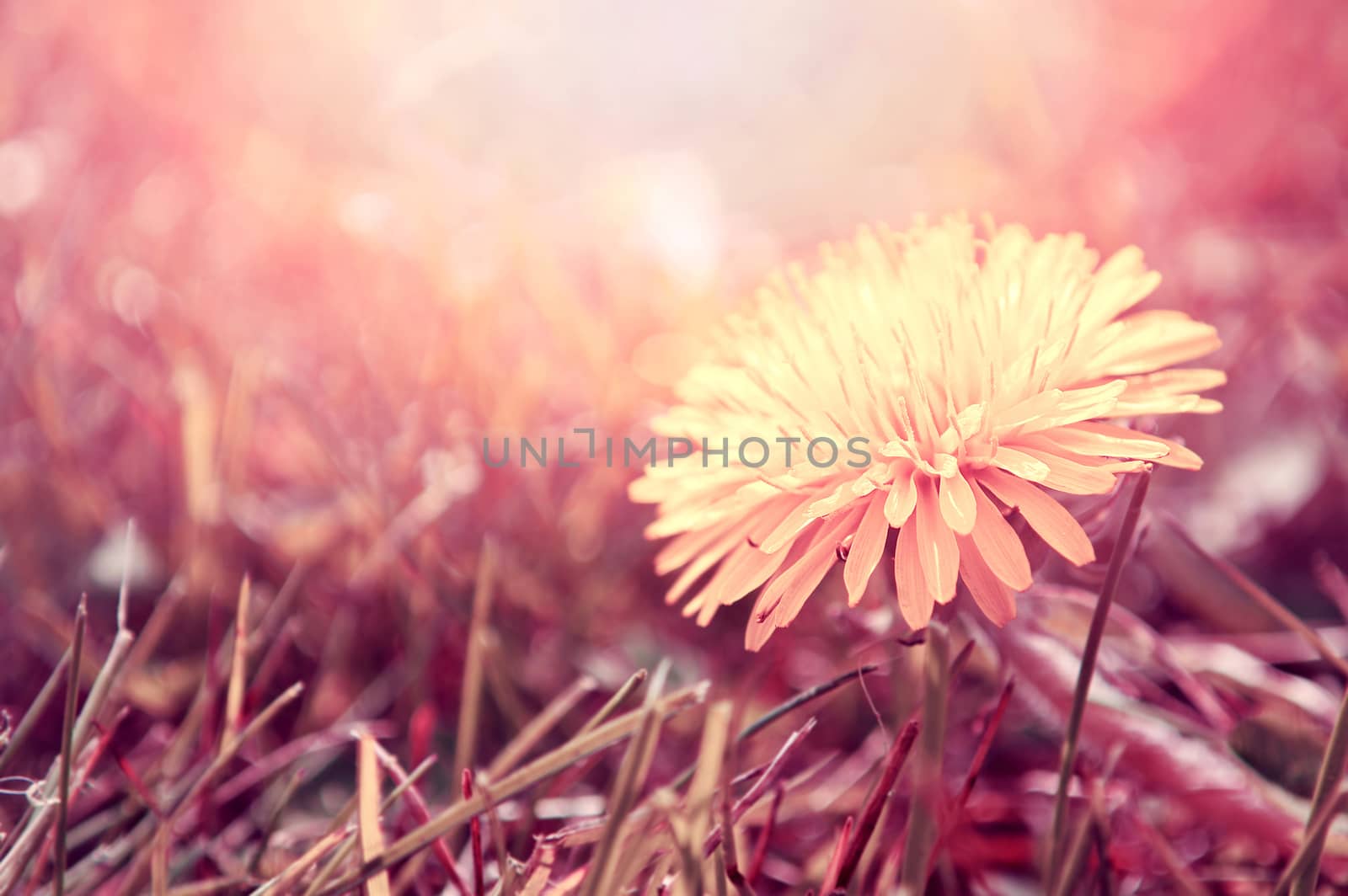 Spring. Dandelion flower in the grass, bathed in the sunlight. Retro instagram vintage picture. 