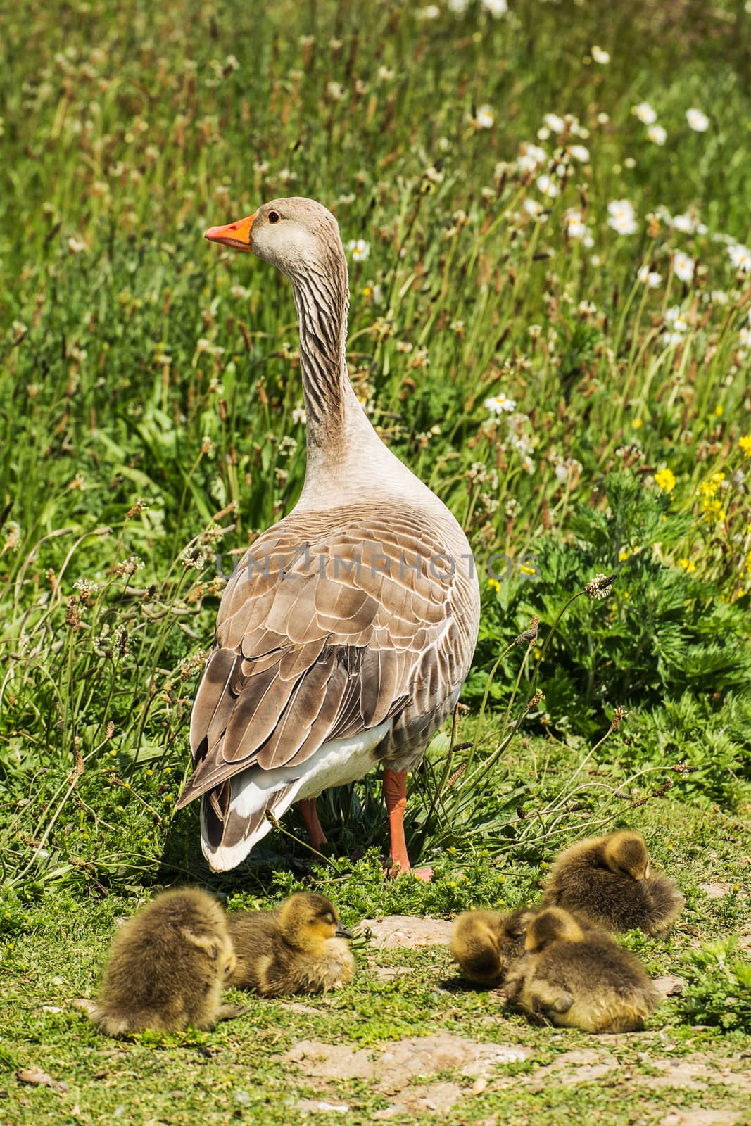 group of greylag goslings with adult goose