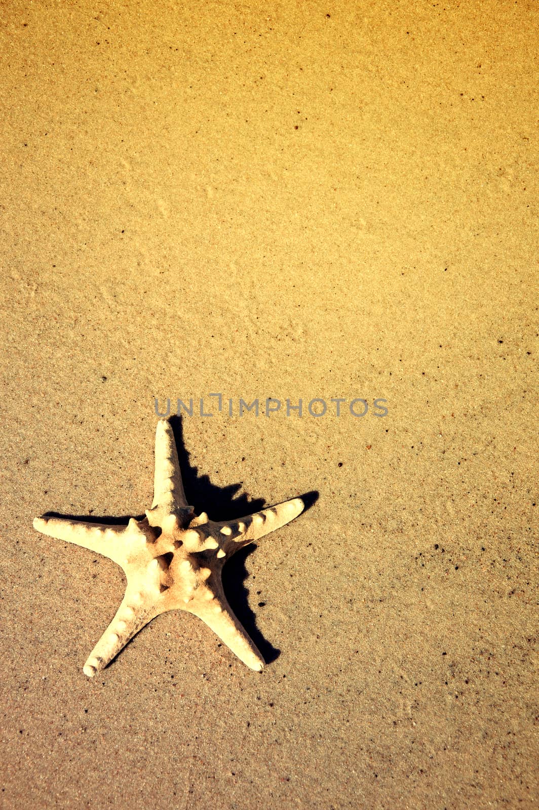 Starfish on the beach. by satariel