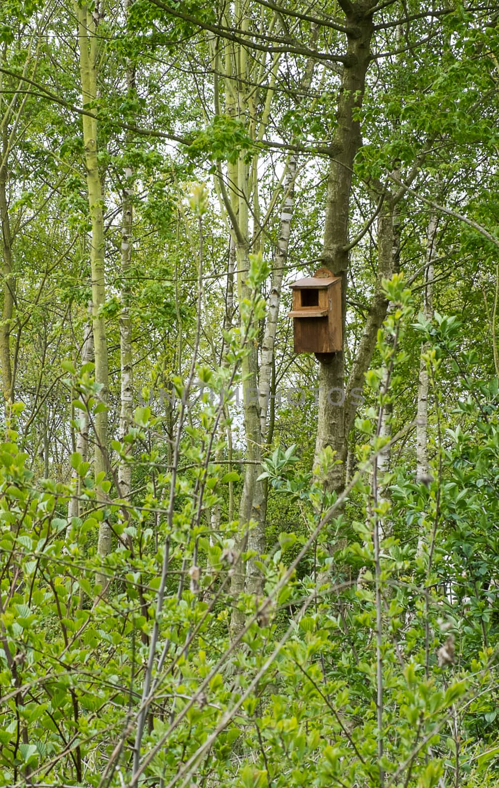 nesting box for wild birds fixed to a tree