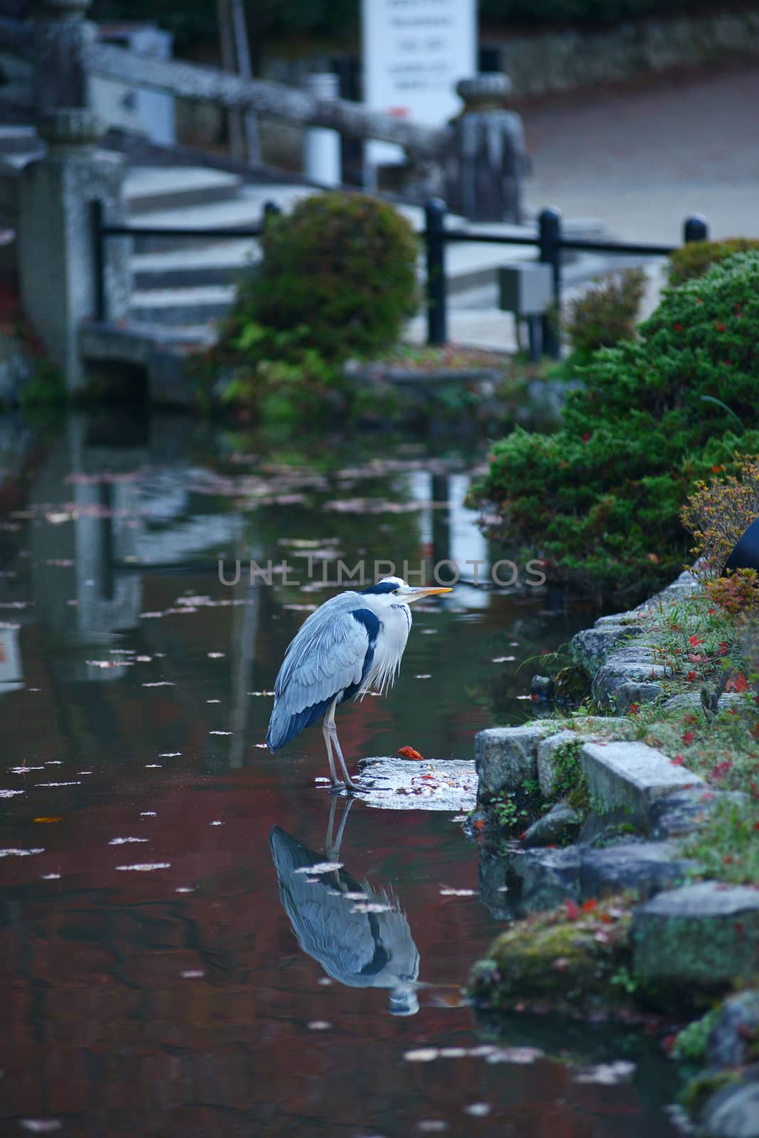 a bird in a garden in kyoto