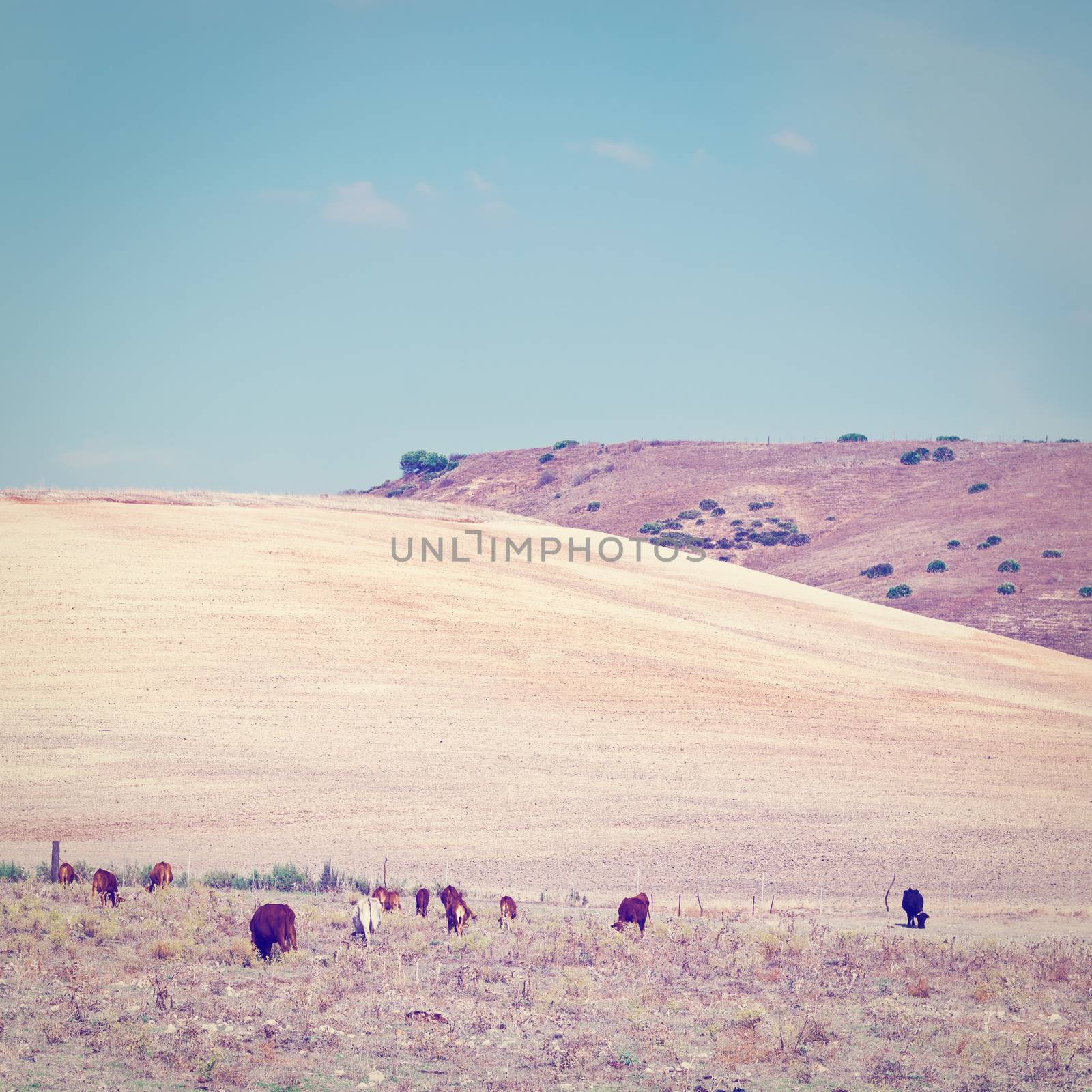 Pasture with Grazing Cows on the Background of Plowed Fields in Spain, Instagram Effect