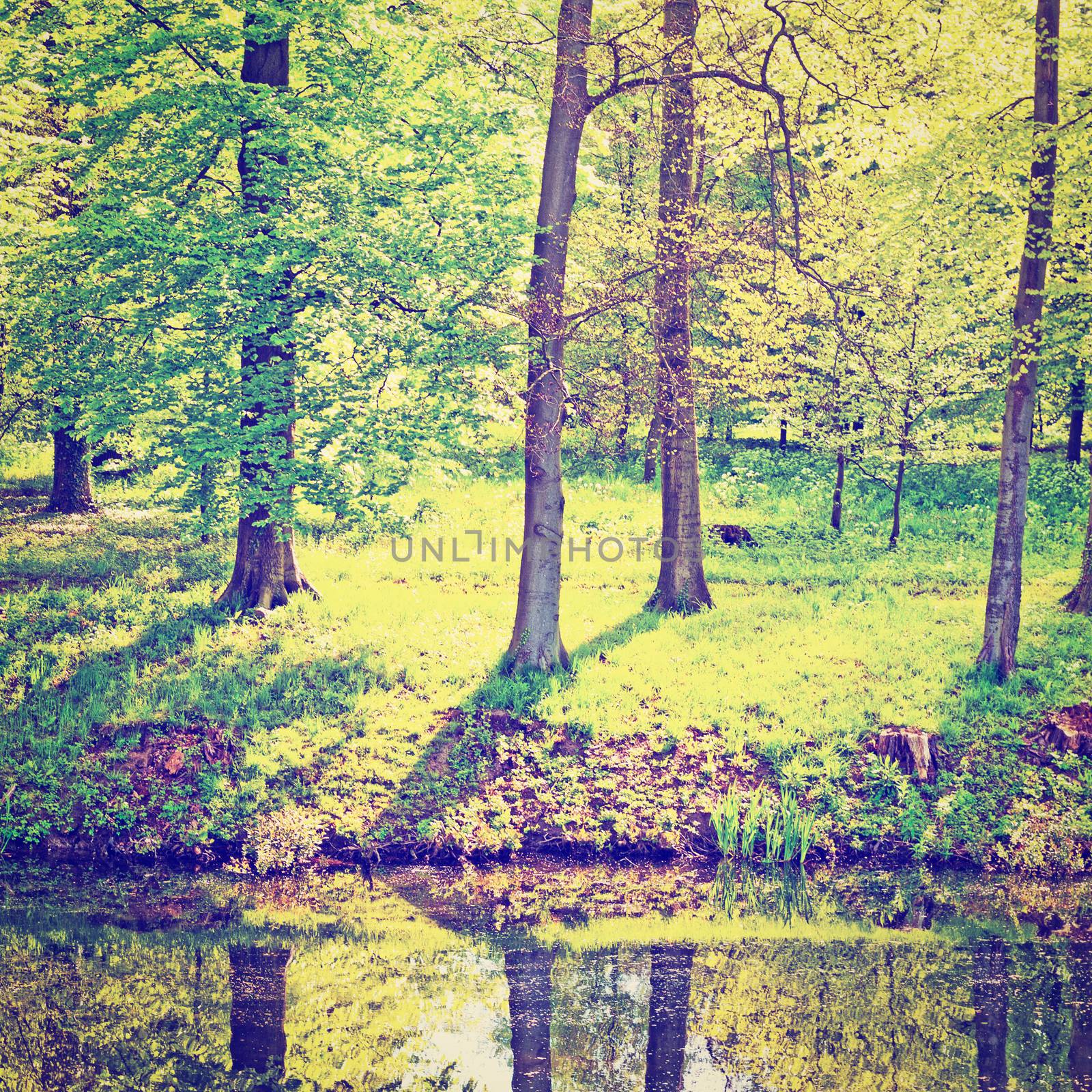 Greenwood on the Canal Bank in the Netherlands, Instagram Effect