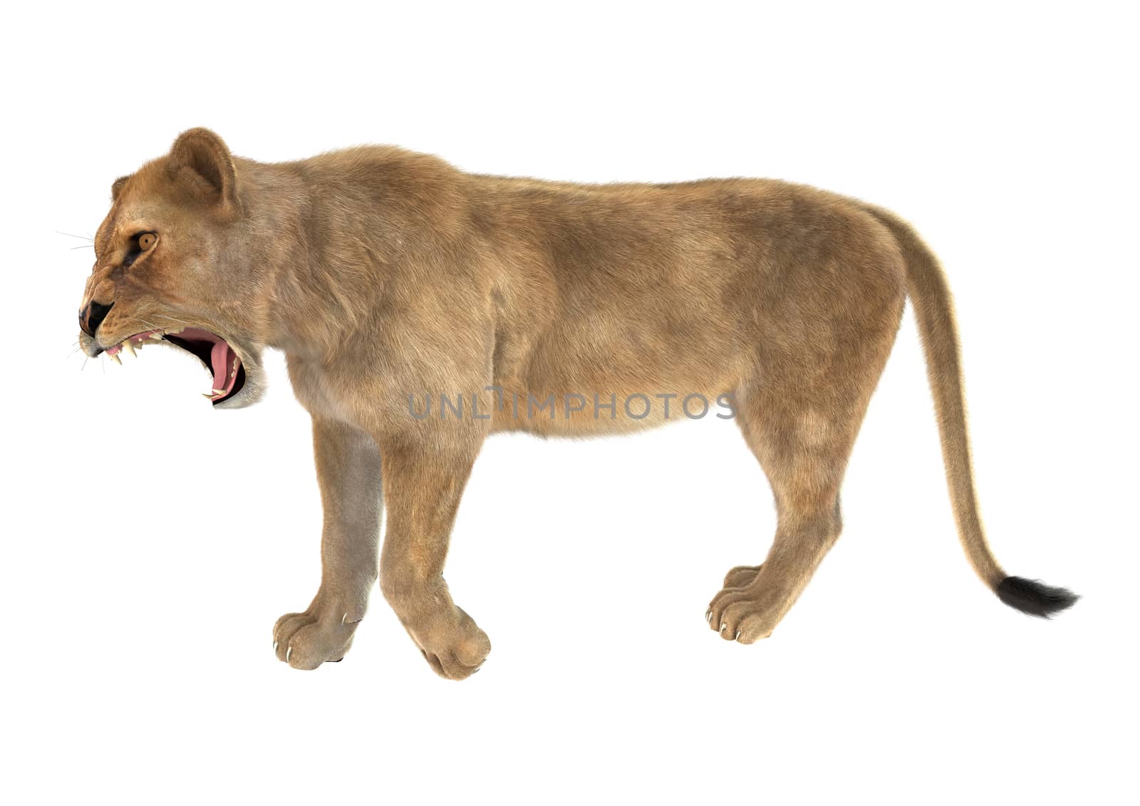 3D digital render of a female lion roaring isolated on white background