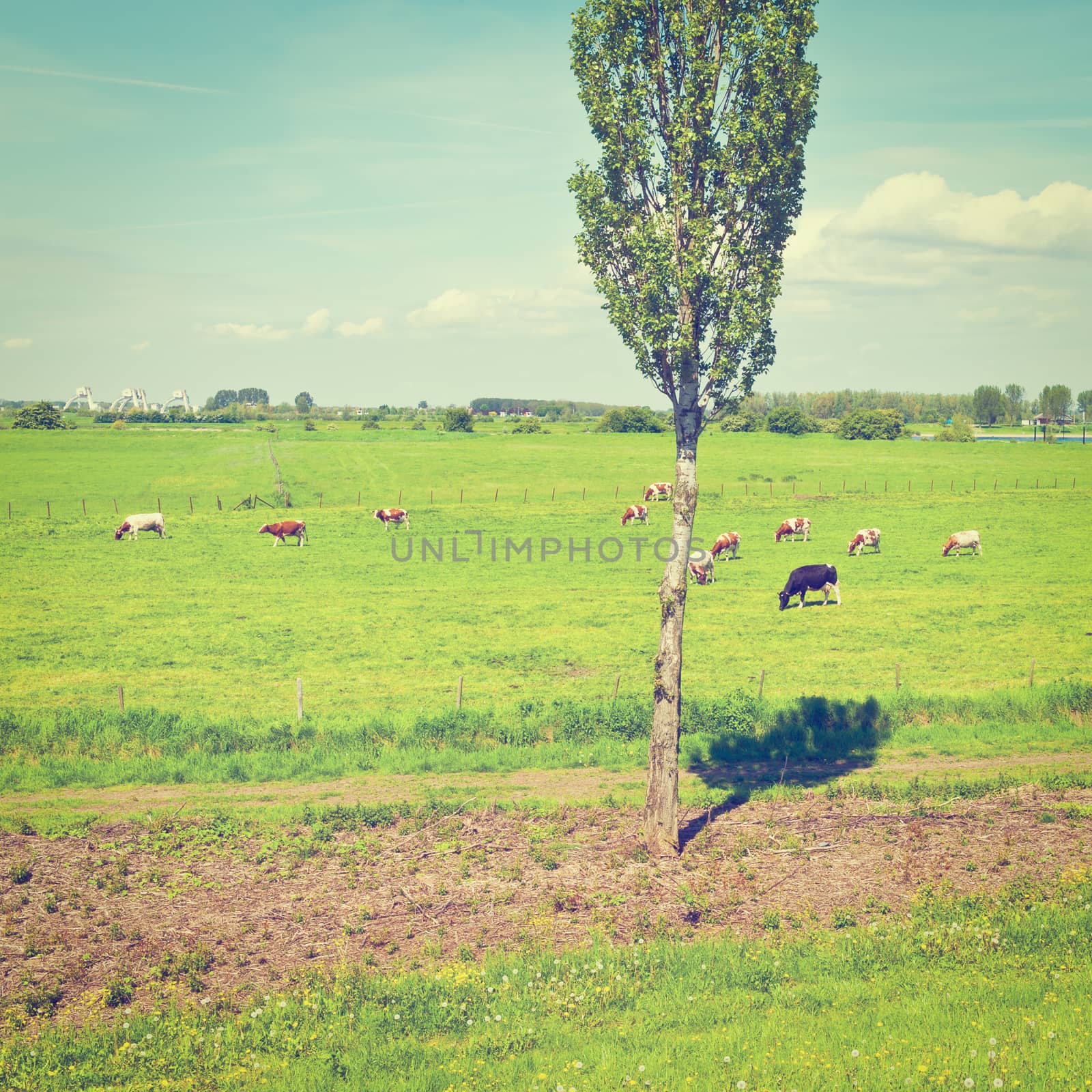 Cows Grazing in the Floodplain of the Rhine, Netherlands, Instagram Effect